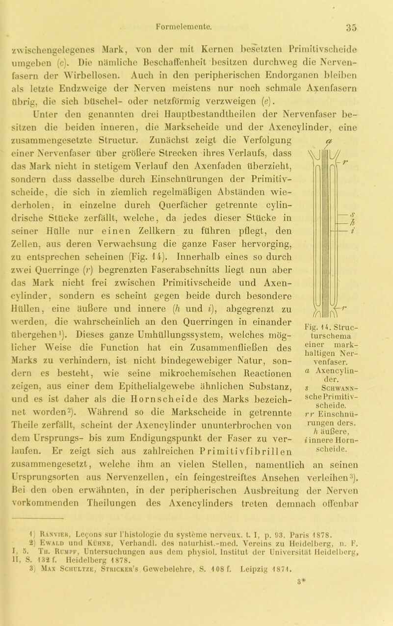 '/wischengelegenes Mark, von der mit Kernen besetzten Primitivscheide umgeben (c). Die nämliche Beschaffenheit besitzen durchweg die Nerven- fasern der Wirbellosen. Auch in den peripherischen Endorganen 1)1 eiben als letzte Endzweige der Nerven meistens nur noch schmale Axenfasern übrig, die sich büschel- oder netzförmig verzweigen (e). Unter den genannten drei Hauptbestandtheilen der Nervenfaser be- sitzen die beiden inneren, die Markscheide und der Axencylinder, eine zusammengesetzte Structur. Zunächst zeigt die Verfolgung einer Nervenfaser über größere Strecken ihres Verlaufs, dass das Mark nicht in stetigem Verlauf den Axenfadcn überzieht, T\ ■ <r -A ■ i r sondern dass dasselbe durch Einschnürungen der Primitiv- scheide, die sich in ziemlich regelmäßigen Abständen wie- derholen, in einzelne durch Querfächer getrennte cylin- drische Stücke zerfällt, welche, da jedes dieser Stücke in seiner Hülle nur einen Zellkern zu führen pflegt, den Zellen, aus deren Verwachsung die ganze Faser hervorging, zu entsprechen scheinen (Fig. 14). Innerhalb eines so durch zwei Querringe (r) begrenzten Faserabschnitts liegt nun aber das Mark nicht frei zwischen Primitivscheide und Axen- cylinder, sondern es scheint gegen beide durch besondere Hüllen, eine äußere und innere (h und i), abgegrenzt zu werden, die wahrscheinlich an den Querringen in einander übergehen1). Dieses ganze Umhüllungssystem, welches mög- licher Wreise die Function hat ein Zusammenfließen des Marks zu verhindern, ist nicht bindegewebiger Natur, son- dern es besteht, wie seine mikrochemischen Reactionen zeigen, aus einer dem Epithelialgewebe ähnlichen Substanz, und es ist daher als die Horn sch ei de des Marks bezeich- net worden2). Während so die Markscheide in getrennte Theile zerfällt, scheint der Axencylinder ununterbrochen von dem Ursprungs- bis zum Endigungspunkt der Faser zu ver- laufen. Er zeigt sich aus zahlreichen Primitivfibrillen zusammengesetzt, welche ihm an vielen Stellen, namentlich an seinen Ursprungsorten aus Nervenzellen, ein feingestreiftes Ansehen verleihen:!). Bei den oben erwähnten, in der peripherischen Ausbreitung der Nerven vorkommenden Theilungen des Axencyiinders treten demnach offenbar Fig. 14. Struc- turschema einer mark- lialtigen Ner- venfaser. a Axencylin- der. s Schwann- sche Primitiv- scheide. rr Einschnü- rungen ders. li äußere, iinnere Horn- scheide. 1) Rasvier, Le^ons sur l’histologie du Systeme nerveux. t. I, p. 93. Paris 1878. 2) Ewald und Kühne, Verhandl. des naturhist.-med. Vereins zu Heidelberg, n. F. I, S. Tu. Rumpf, Untersuchungen aus dem physiol. Institut der Universität Heidelberg, II, S. 132 f. Heidelberg 4878. 3) Max Schultze, Stricker’s Gewebelehre, S. 108f. Leipzig 1871. 3*