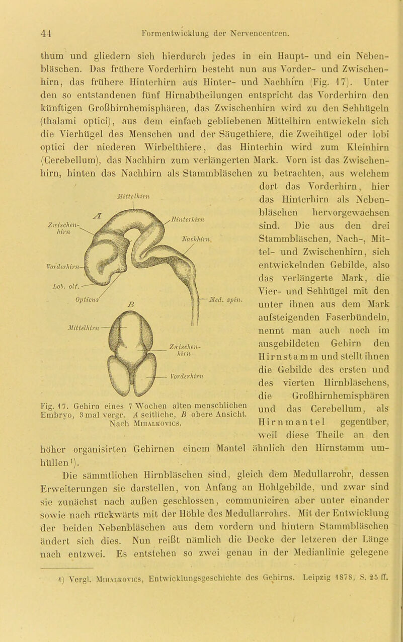 thum und gliedern sich hierdurch jedes in ein Haupt- und ein Neben- bläschen. Das frühere Vorderhirn besteht nun aus Vorder- und Zwischen- hirn, das frühere Hinterhirn aus Hinter- und Nachhirn (Fig. 17). Unter den so entstandenen fünf Hirnabtheilungen entspricht das Vorderhirn den künftigen Großhirnhemisphären, das Zwischenhirn wird zu den Sehhügeln (thalami optici), aus dem einfach gebliebenen Mittelhirn entwickeln sich die Vierhügel des Menschen und der Säugethiere, die Zweihügel oder lobi optici der niederen Wirbelthiere, das Hinterhin wird zum Kleinhirn (Cerebellum), das Nachhirn zum verlängerten Mark. Vorn ist das Zwischen- hirn, hinten das Nachhirn als Stammbläschen zu betrachten, aus welchem höher organisirten Gehirnen einem Mantel ähnlich den Hirnstamm um- hüllen'). Die sämmtlichen Hirnbläschen sind, gleich dem Medullarrohr, dessen Erweiterungen sie darstellen, von Anfang an Hohlgebilde, und zwar sind sie zunächst nach außen geschlossen, communicireu aber unter einander sowie nach rückwärts mit der Höhle des Medullarrohrs. Mit der Entwicklung der beiden Nebenbläschen aus dem vordem und hintern Stammbläschen ändert sich dies. Nun reißt nämlich die Decke der letzcren der Länge nach entzwei. Es entstehen so zwei genau in der Medianlinie gelegene. 1) Yergl. Mihalkovics, Entwicklungsgeschichte des Gehirns. Leipzig 1S78, S. 25 (T. Fig. 17. Gehirn eines 7 Wochen alten menschlichen Embryo, 3 mal vergr. A seitliche, ß obere Ansicht. Nach Mihalkovics. itittelhirn dort das Vorderhirn, hier das Hinterhirn als Neben- bläschen hervorgewachsen sind. Die aus den drei Stammbläschen, Nach-, Mit- tel- und Zwischenhirn, sich entwickelnden Gebilde, also das verlängerte Mark, die Vier- und Sehhügel mit den unter ihnen aus dem Mark aufsteigenden Faserbündeln, nennt man auch noch im ausgebildeten Gehirn den Iiirns ta m m und stellt ihnen die Gebilde des ersten und des vierten Hirnbläschens, d i e G ro ßhirnhemi Sphären und das Cerebellum, als Hirnmantel gegenüber, weil diese Theile an den