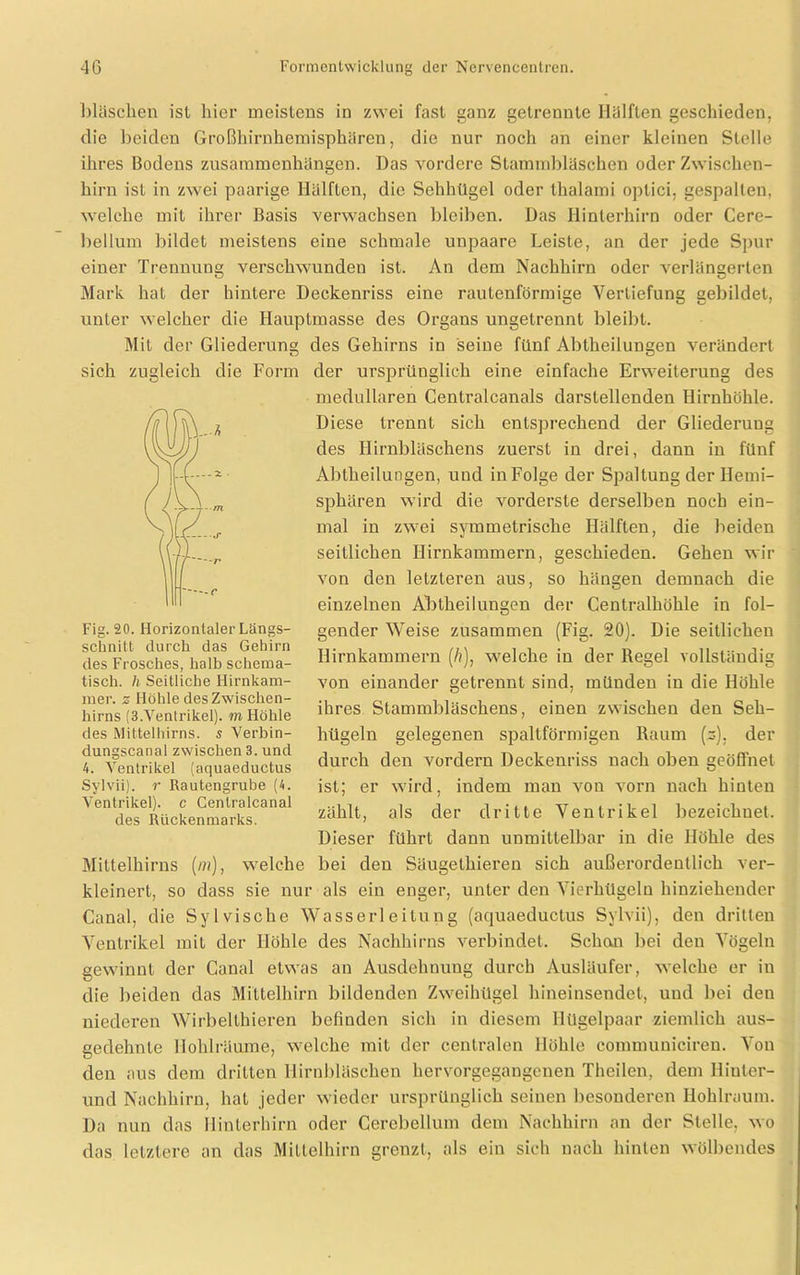 Wäschen ist liier meistens in zwei fast ganz getrennte Hälften geschieden, die beiden Großhirnhemisphären, die nur noch an einer kleinen Stelle ihres Bodens Zusammenhängen. Das vordere Stammbläschen oder Zwischen- hirn ist in zwei paarige Hälften, die Sehhügel oder thalami optici, gespalten, welche mit ihrer Basis verwachsen bleiben. Das Hinterhirn oder Cere- bellum bildet meistens eine schmale unpaare Leiste, an der jede Spur einer Trennung verschwunden ist. An dem Nachhirn oder verlängerten Mark hat der hintere Deckenriss eine rautenförmige Vertiefung gebildet, unter welcher die Hauptmasse des Organs ungetrennt bleibt. Mit der Gliederung des Gehirns in seine fünf Abtheilungen verändert sich zugleich die Form der ursprünglich eine einfache Erweiterung des medullären Centralcanals darstellenden Hirnhöhle. Diese trennt sich entsprechend der Gliederung des Hirnbläschens zuerst in drei, dann in fünf Abtheilungen, und in Folge der Spaltung der Hemi- sphären wird die vorderste derselben noch ein- mal in zwei symmetrische Hälften, die beiden seitlichen Hirnkammern, geschieden. Gehen wir von den letzteren aus, so hängen demnach die einzelnen Abtheilungen der Centralhöhle in fol- gender Weise zusammen (Fig. 20). Die seitlichen Hirnkammern (/?.), welche in der Regel vollständig von einander getrennt sind, münden in die Höhle ihres Stammbläschens, einen zwischen den Seh- hügeln gelegenen spaltförmigen Raum (z). der Fig. 20. Horizontaler Längs- schnitt durch das Gehirn des Frosches, halb schema- tisch. h Seitliche Hirnkam- mer. z Höhle des Zwischen- hirns (3.Ventrikel). m Höhle des Mittelhirns, s Verbin- dungscanal zwischen 3. und 4. Ventrikel (aquaeductus Sylvii). r Rautengrube (4. Ventrikel), c Centralcanal des Rückenmarks. durch den vordem Deckenriss nach oben geöffnet ist; er wird, indem man von vorn nach hinten zählt, als der dritte Ventrikel bezeichnet. Dieser führt dann unmittelbar in die Höhle des Mittelhirns (in), welche bei den Säugelhieren sich außerordentlich ver- kleinert, so dass sie nur als ein enger, unter den Vierhügeln hinziehender Canal, die Sylvische Wasserleitung (aquaeductus Sylvii), den dritten Ventrikel mit der Höhle des Nachhirns verbindet. Schon bei den Vögeln gewinnt der Canal etwas an Ausdehnung durch Ausläufer, welche er in die beiden das Mittelhirn bildenden Zweihügel hineinsendet, und bei den niederen Wirbellhieren befinden sich in diesem Hügelpaar ziemlich aus- gedehnte Hohl räume, welche mit der centralen Höhle communiciren. Von den aus dem dritten Hirnbläschen hervorgegangenen Theilen, dem Hiuler- und Nachhirn, hat jeder wieder ursprünglich seinen besonderen Hohlraum. Da nun das Ilinterhirn oder Cerebellum dem Nachhirn an der Stelle, wo das letztere an das Mittelhirn grenzt, als ein sich nach hinten wölbendes