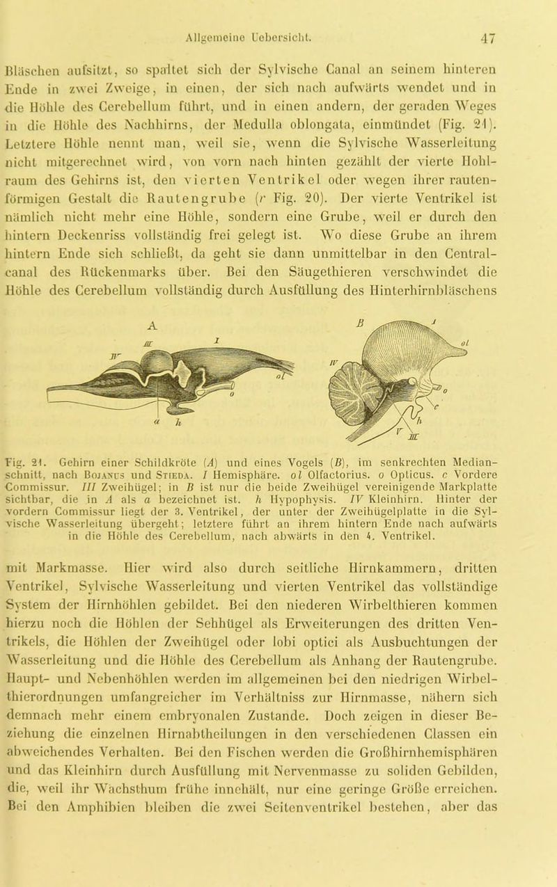 Bläschen aufsitzt, so spaltet sich der Sylvische Canal an seinem hinteren Ende in zwei Zweige, in einen, der sich nach aufwärts wendet und in die Höhle des Cerebellum führt, und in einen andern, der geraden Weges in die Höhle des Nachhirns, der Medulla oblongata, einmündet (Fig. 21). Letztere Höhle nennt man, weil sie, wenn die Sylvische Wasserleitung nicht mitgerechuel wird, von vorn nach hinten gezählt der vierte Hohl- raum des Gehirns ist, den vierten Ventrikel oder wegen ihrer rauten- förmigen Gestalt die Rautengrube (r Fig. 20). Der vierte Ventrikel ist nämlich nicht mehr eine Höhle, sondern eine Grube, weil er durch den hintern Deckenriss vollständig frei gelegt ist. Wo diese Grube an ihrem hintern Ende sich schließt, da geht sie dann unmittelbar in den Cenlral- canal des Rückenmarks über. Bei den Säugethieren verschwindet die llöhle des Cerebellum vollständig durch Ausfüllung des Hinterhirnbläschens Fig. 21. Gehirn einer Schildkröte (A) und eines Vogels (ß), im senkrechten Median- schnitt, nach Bojanus und Stieda. / Hemisphäre, ol Olfactorius. o Opticus, c Vordere Commissur. III Zweihügel; in ß ist nur die beide Zweihügel vereinigende Markplatte sichtbar, die in A als a bezeichnet ist. h Hypophysis. IV Kleinhirn. Hinter der vordem Commissur liegt der 3. Ventrikel, der unter der Zweihügelplatte in die Syl- vische Wasserleitung übergeht; letztere führt an ihrem hintern Ende nach aufwärts in die Höhle des Cerebellum, nach abwärts in den 4. Ventrikel. mit Markmasse. Hier wird also durch seitliche Hirnkammern, dritten Ventrikel, Sylvische Wasserleitung und vierten Ventrikel das vollständige System der Ilirnhöhlen gebildet. Bei den niederen Wirbelthieren kommen hierzu noch die Höhlen der Sehhügel als Erweiterungen des dritten Ven- trikels, die Höhlen der Zweihügel oder 1 obi optici als Ausbuchtungen der Wasserleitung und die Höhle des Cerebellum als Anhang der Rautengrube. Haupt- und Nebenhöhlen werden im allgemeinen bei den niedrigen Wirbel- thierordnungen umfangreicher im Verhältniss zur Hirnmasse, nähern sich demnach mehr einem embryonalen Zustande. Doch zeigen in dieser Be- ziehung die einzelnen Hirnabtheilungen in den verschiedenen Classen ein abweichendes Verhalten. Bei den Fischen werden die Großhirnhemisphären und das Kleinhirn durch Ausfüllung mit Nervenmasse zu soliden Gebilden, die, weil ihr Wachslhum frühe innehält, nur eine geringe Größe erreichen. Bei den Amphibien bleiben die zwei Seitenvenlrikel bestehen, aber das