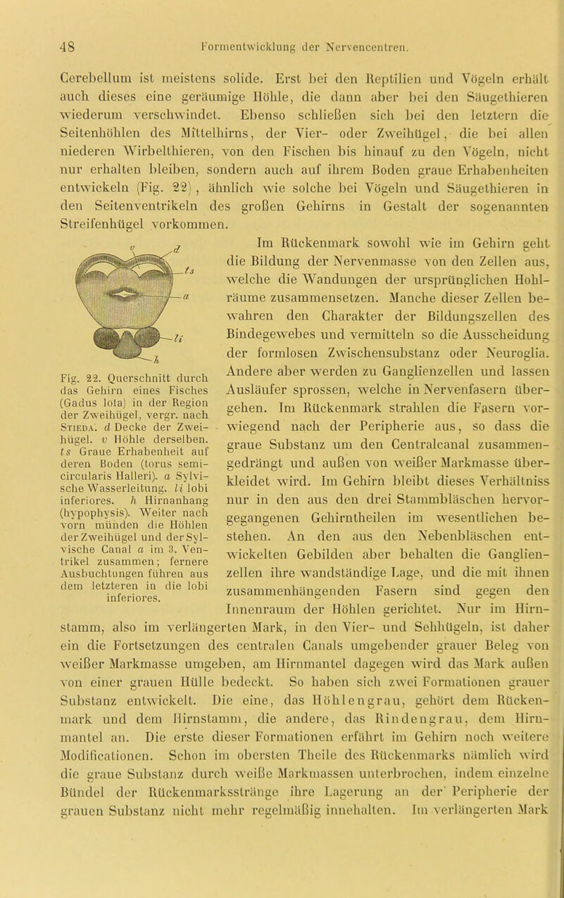 Corebellum ist meistens solide. Erst bei den Reptilien und Vögeln erhält auch dieses eine geräumige Höhle, die dann aber bei den Säugethieren wiederum verschwindet. Ebenso schließen sich bei den letztem die Seitenhöhlen des Mittelhirns, der Vier- oder Zweihüsel. die bei allen niederen Wirbelthieren, von den Fischen bis hinauf zu den Vögeln, nicht nur erhalten bleiben, sondern auch auf ihrem Boden graue Erhabenheiten entwickeln (Fig. 22) , ähnlich wie solche bei Vögeln und Säugethieren in den Seitenventrikeln des großen Gehirns in Gestalt der sogenannten Streifenhügel Vorkommen. Im Rückenmark sowohl wie im Gehirn geht die Bildung der Nervenmasse von den Zellen aus, welche die Wandungen der ursprünglichen Hohl- räume zusammensetzen. Manche dieser Zellen be- wahren den Charakter der Biidungszellen des Bindegewebes und vermitteln so die Ausscheidung der formlosen Zwischensubstanz oder Neuroglia. Andere aber werden zu Ganglienzellen und lassen Ausläufer sprossen, welche in Nervenfasern über- gehen. Im Rückenmark strahlen die Fasern vor- wiegend nach der Peripherie aus, so dass die graue Substanz um den Centralcanal zusammen- gedrängt und außen von weißer Markmasse über- kleidet wird. Im Gehirn bleibt dieses Verhältniss nur in den aus den drei Stammbläschen hervor- gegangenen Geliirntheilen im wesentlichen be- stehen. An den aus den Nebenbläschen ent- wickelten Gebilden aber behalten die Ganglien- zellen ihre wandständige Lage, und die mit ihnen zusammenhängenden Fasern sind gegen den Innenraum der Höhlen aerichtet. Nur im Hirn- stamm, also im verlängerten Mark, in den Vier- und Sehhügeln, ist daher ein die Fortsetzungen des centralen Canals umgebender grauer Beleg von weißer Markmasse umgeben, am Hirnmantel dagegen wird das Mark außen von einer grauen Hülle bedeckt. So haben sich zwei Formationen grauer Substanz entwickelt. Die eine, das Höhlengrau, gehört dem Rücken- mark und dem Hirnstamm, die andere, das Rindengrau, dem llirn- mantel an. Die erste dieser Formationen erfährt im Gehirn noch weitere Modifieationen. Schon im obersten Theile des Rückenmarks nämlich wird die graue Substanz durch weiße Markmassen unterbrochen, indem einzelne Bündel der Rückenmarksstränge ihre Lagerung an der' Peripherie der srauen Substanz nicht mehr reeelmäßis innehallen. Im verlängerten Mark Fig. 22. Querschnitt durch das Gehirn eines Fisches (Gadus Iota) in der Region der Zweihügel, vergr. nach Stieda. d Decke der Zwei- hügel. v Höhle derselben. ts Graue Erhabenheit auf deren Boden (torus semi- circularis Halleri). a Sylvi- sclie Wasserleitung, li lobi inferiores, h Hirnanhang (hypophysis). Weiter nach vorn münden die Höhlen der Zweihügel und derSyl- vische Canal n im 3. Ven- trikel zusammen; fernere Ausbuchtungen führen aus dem letzteren in die lobi inferiores.