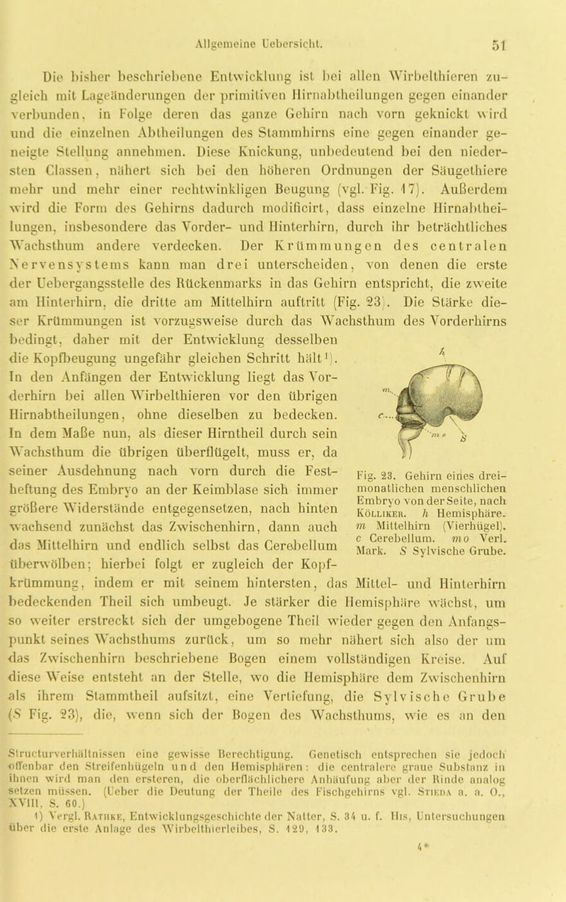 Die l)isher beschriebene Entwicklung ist bei allen Wirbelthieren zu- gleich mit Lageänderungen der primitiven Hirnabtheilungen gegen einander verbunden, in Folge deren das ganze Gehirn nach vorn geknickt wird und die einzelnen Abtheilungen des Stammhirns eine gegen einander ge- neigte Stellung annehmen. Diese Knickung, unbedeutend bei den nieder- sten Classen, nähert sich bei den höheren Ordnungen der Säugethiere mehr und mehr einer rechtwinkligen Beugung (vgl. Fig. 17). Außerdem wird die Form des Gehirns dadurch modificirt, dass einzelne llirnablhei- lungen, insbesondere das Vorder- und Hinterhirn, durch ihr beträchtliches Wachsthum andere verdecken. Der Krümmungen des centralen Nervensystems kann man drei unterscheiden, von denen die erste der Uebergangsstelle des Rückenmarks in das Gehirn entspricht, die zweite am Hinterhirn, die dritte am Mittelhirn auftritt (Fig. 23). Die Stärke die- ser Krümmungen ist vorzugsweise durch das Wachsthum des Vorderhirns bedinst. daher mit der Entwicklung desselben die Kopfbeugung ungefähr gleichen Schritt hält* 1 . In den Anfängen der Entwicklung liegt das Vor- derhirn bei allen Wirbelthieren vor den übrigen Hirnabtheilungen, ohne dieselben zu bedecken. In dem Maße nun. als dieser Hirntheil durch sein Wachsthum die übrigen überflügelt, muss er, da seiner Ausdehnung nach vorn durch die Fest- heftung des Embryo an der Keimblase sich immer größere Widerstände entgegensetzen, nach hinten wachsend zunächst das Zwischenhirn, dann auch das Mittelhirn und endlich selbst das Cerebcllum überwölben; hierbei folgt er zugleich der Kopf- krümmung, indem er mit seinem hintersten, das Mittel- und Hinterhirn bedeckenden Theil sich umbeugt. Je stärker die Hemisphäre wächst, um so weiter erstreckt sich der umgebogene Theil wieder gegen den Anfangs- punkt seines Wachsthums zurück, um so mehr nähert sich also der um das Zwischenhirn beschriebene Bogen einem vollständigen Kreise. Auf diese Weise entsteht an der Stelle, wo die Hemisphäre dem Zwischenhirn als ihrem Stammtheil aufsitzt, eine Vertiefung, die Sylvische Grube (S Fig. 23), die, wenn sich der Bogen des Wachsthums, wie es an den Slructurverhältnissen eine gewisse Berechtigung. Genetisch entsprechen sie jedoch offenbar den Streifenhügeln und den Hemisphären: die centralere graue Substanz in ihnen wird man «len ersteren, die oberflächlichere Anhäufung aber der Rinde analog setzen müssen. (Ueber die Deutung der Theile des Fischgehirns vgl. Stieda a. a. 0., XV1I1, S. 60.) 1) Vergl. Ratiike, Entwicklungsgeschichte der Natter, S. 34 u. f. His, Untersuchungen über die erste Anlage des Wirbelthierleibes, S. 129, 133. 4* k Fig. 23. Gehirn eines drei- monatlichen menschlichen Embryo von der Seite, nach Kölliker. h Hemisphäre. m Mittelhirn (Vierhügel), c Cerebellum. mo Verl. Mark. S Sylvische Grube.