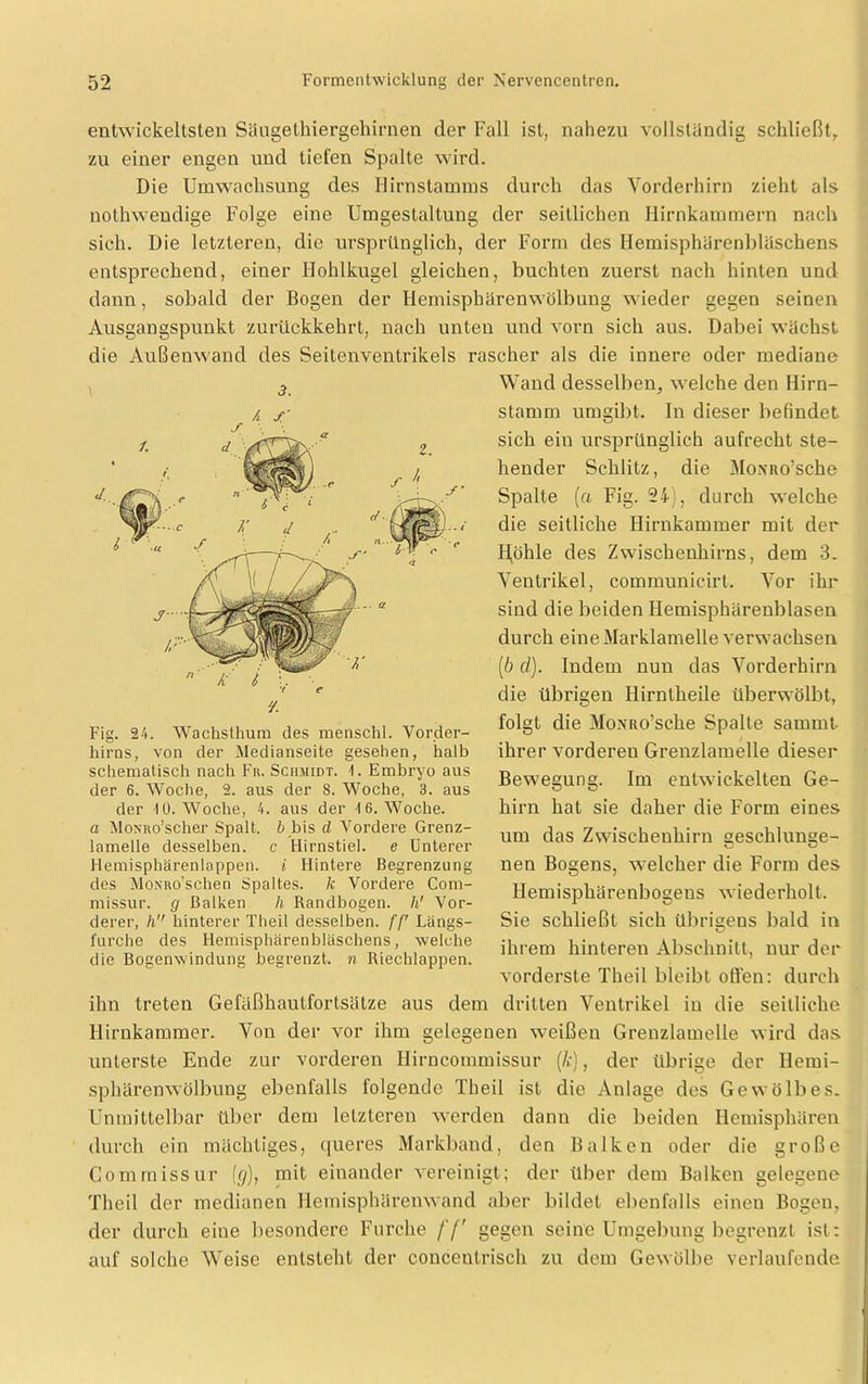 entwickeltsten Saugethiergehirnen der Fall ist, nahezu vollständig schließt, zu einer engen und tiefen Spalte wird. Die Umwachsung des Hirnstamms durch das Vorderhirn zieht als nothweudige Folge eine Umgestaltung der seitlichen Hirnkammern nach sich. Die letzteren, die ursprünglich, der Form des Hemisphärenbläschens entsprechend, einer Hohlkugel gleichen, buchten zuerst nach hinten und dann, sobald der Bogen der Hemisphärenwölbung wieder gegen seinen Ausgangspunkt zurückkehrt, nach unten und vorn sich aus. Dabei wächst die Außenwand des Seitenventrikels rascher als die innere oder mediane Wand desselben, welche den Hirn- stamm umgibt. In dieser befindet sich ein ursprünglich aufrecht ste- hender Schlitz, die Moxito’sche Spalte (a Fig. 24j, durch welche die seitliche Hirnkammer mit der H,öhle des Zwischenhirns, dem 3. Ventrikel, communicirt. Vor ihr sind die beiden Hemisphärenblasen durch eine Marklamelle verwachsen [b d). Indem nun das Vorderhirn die übrigen Ilirntheile überwölbt, folgt die MoxRo’sche Spalte sammt- ihrer vorderen Grenzlamelle dieser Bewegung. Im entwickelten Ge- hirn hat sie daher die Form eines um das Zwischenhirn aeschlunse- nen Bogens, welcher die Form des Hemisphärenbogens wiederholt. Sie schließt sich übrigens bald in ihrem hinteren Abschnitt, nur der vorderste Theil bleibt offen: durch ihn treten Gefäßhautfortsätze aus dem dritten Ventrikel in die seitliche Hirnkammer. Von der vor ihm gelegenen weißen Grenzlamelle wird das unterste Ende zur vorderen Ilirncommissur (/»:), der übrige der Ilemi- sphärenwölbung ebenfalls folgende Theil ist die Anlage des Gewölbes. Unmittelbar über dem letzteren werden dann die beiden Hemisphären durch ein mächtiges, queres Markband, den Balken oder die große Commissur [(/), mit einander vereinigt; der über dem Balken gelegene Theil der medianen Hemisphärenwand aber bildet ebenfalls einen Bogen, der durch eine besondere Furche /’/' gegen seine Umgebung begrenzt ist: auf solche Weise entsteht der concentrisch zu dem Gewölbe verlaufende 3. / s Fig. 24. Wachsthum des menschl. Vorder- hirns, von der Medianseite gesehen, halb schematisch nach Fr. Schmidt. Embryo aus der 6. Woche, 2. aus der S. Woche, 3. aus der 10. Woche, 4. aus der 16. Woche. a MoNRo’scher Spalt. & bis d Vordere Grenz- lameile desselben, c Hirnstiel, e Unterer Hemisphärenlappen, i Hintere Begrenzung des MoNRo’schen Spaltes, k Vordere Com- missur. g Balken h Randhogen. h' Vor- derer, h hinterer Theil desselben, ff' Längs- furche des Hemisphärenbläschens, welche die Bogenwindung begrenzt, n Riechlappen.