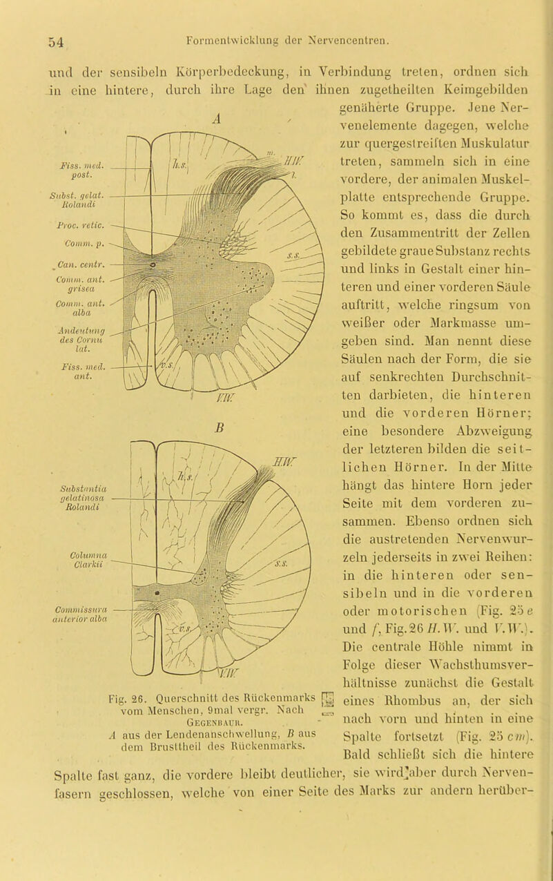 Fiss■ med. post. Subst. f/äat. Jtolandi Froc. retic. Comm. p. _ Cau. centr. Comm. ant. grisea Comm. ant. alba Andeutung des Cornu lat. Fiss. med. ant. Siibstuntia gelatinosa Roland i Coluinna Clarkii Commissura anterior alba und der sensibeln Körperbedeckung, in Verbindung treten, ordnen sich in eine hintere, durch ihre Lage den ihnen zugetheilten Keiingebilden geniiherte Gruppe. Jene Ner- venelemente dagegen, welche zur quergestreiften Muskulatur treten, sammeln sich in eine vordere, der animalen Muskel- platte entsprechende Gruppe. So kommt es, dass die durch den Zusammentritt der Zellen gebildete graueSubstanz rechts und links in Gestalt einer hin- teren und einer vorderen Säule auftritt, welche ringsum von weißer oder Markmasse um- geben sind. Man nennt diese Säulen nach der Form, die sie auf senkrechten Durchschnit- ten darbieten, die hinteren und die vorderen Hörner; eine besondere Abzweigung der letzteren bilden die seit- lichen Hörner. In der Milte hängt das hintere Horn jeder Seite mit dem vorderen zu- sammen. Ebenso ordnen sich die austretenden Nervenwur- zeln jederseits in zwei Reihen: in die hinteren oder sen- sibeln und in die vorderen oder motorischen (Fig. 25 e und f, Fig.26 H. TF. und V.W.). Die centrale Höhle nimmt in Folge dieser Wachsthumsver- hältnisse zunächst die Gestalt ig. 26. Querschnitt des Rückenmarks rg emes Rhombus an, der sich vom Menschen, 9mal vergr. Nach , , , < . nach vorn und hinten m eine Gegenuauk. A aus der Lendenanschwellung, B aus dem Brusitheil des Rückenmarks. Spalte forlselzt (Fig. 2ocin). Raid schließt sich die hintere Spalte fast ganz, die vordere bleibt deutlicher, sie wird'aber durch Nerven- fasern geschlossen, welche von einer Seite des Marks zur andern herüber- Zj >
