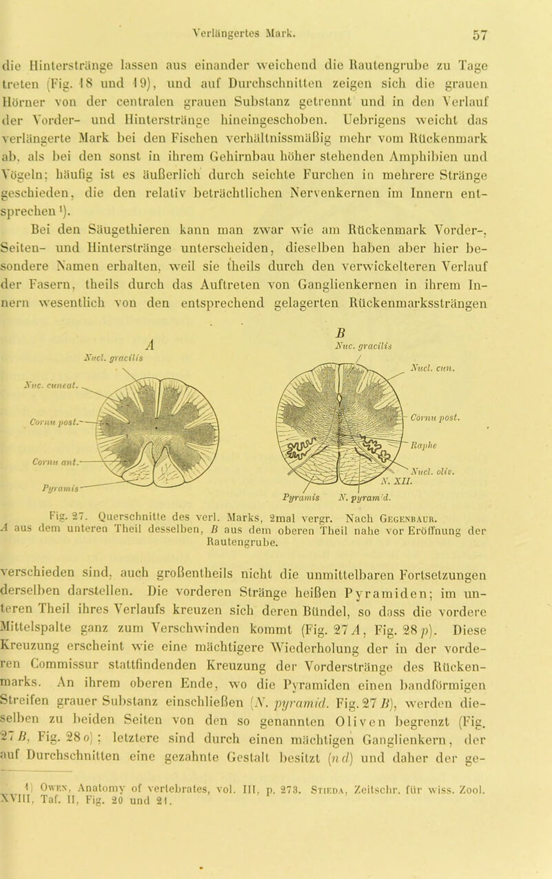 die Hinterstränge lassen aus einander weichend die Raulengrube zu Tage treten (Fig. 18 und 19), und auf Durchschnitten zeigen sich die grauen Hörner von der centralen grauen Substanz getrennt und in den Verlauf der Vorder- und Hinterstränge hineingeschoben. Uebrigens weicht das verlängerte Mark bei den Fischen verhällnissmäßig mehr vom Rückenmark ab. als bei den sonst in ihrem Gehirnbau höher stehenden Amphibien und Vögeln; häufig ist es äußerlich durch seichte Furchen in mehrere Stränge geschieden, die den relativ beträchtlichen Nervenkernen im Innern ent- sprechen '). Bei den Säugethieren kann man zwar wie am Rückenmark Vorder-, Seiten- und Hinterstränge unterscheiden, dieselben haben aber hier be- sondere Namen erhalten, weil sie theils durch den verwinkelteren Verlauf der Fasern, theils durch das Auftreten von Ganglienkernen in ihrem In- nern wesentlich von den entsprechend gelagerten Rückenmarkssträngen Pyramis N. pyram d. Fig. 27. Querschnitte des verl. Marks, 2mal vergr. Nach Gegenbaur. A aus dem unteren Theil desselben, D aus dem oberen Tlieil nahe vor Eröffnung der Rautengrube. verschieden sind, auch großenlheils nicht die unmittelbaren Fortsetzungen derselben darstellen. Die vorderen Stränge heißen Pyramiden; im un- teren i heil ihres Verlaufs kreuzen sich deren Bündel, so dass die vordere Mittelspalte ganz zum Verschwinden kommt (Fig. 27 A, Fig. 28 p). Diese Kreuzung erscheint wie eine mächtigere Wiederholung der in der vorde- ren Commissur stattfindenden Kreuzung der Vorderstränge des Rücken- marks. An ihrem oberen Ende, wo die Pyramiden einen bandförmigen Streifen grauer Substanz einschließen (A . pyramid. Fig. 271/), werden die- selben zu beiden Seiten von den so genannten Oliven begrenzt (Fig. 27ß, Fig. 28o) ; letztere sind durch einen mächtigen Ganglienkern, der auf Durchschnitten eine gezahnte Gestalt besitzt (nd) und daher der ge- t Owes, Anatomy of vertebrates, vol. III, n. 273. Stieda, Zeitschr. für wiss. Zool. NMII, Taf. II, Fig. 20 und 21.