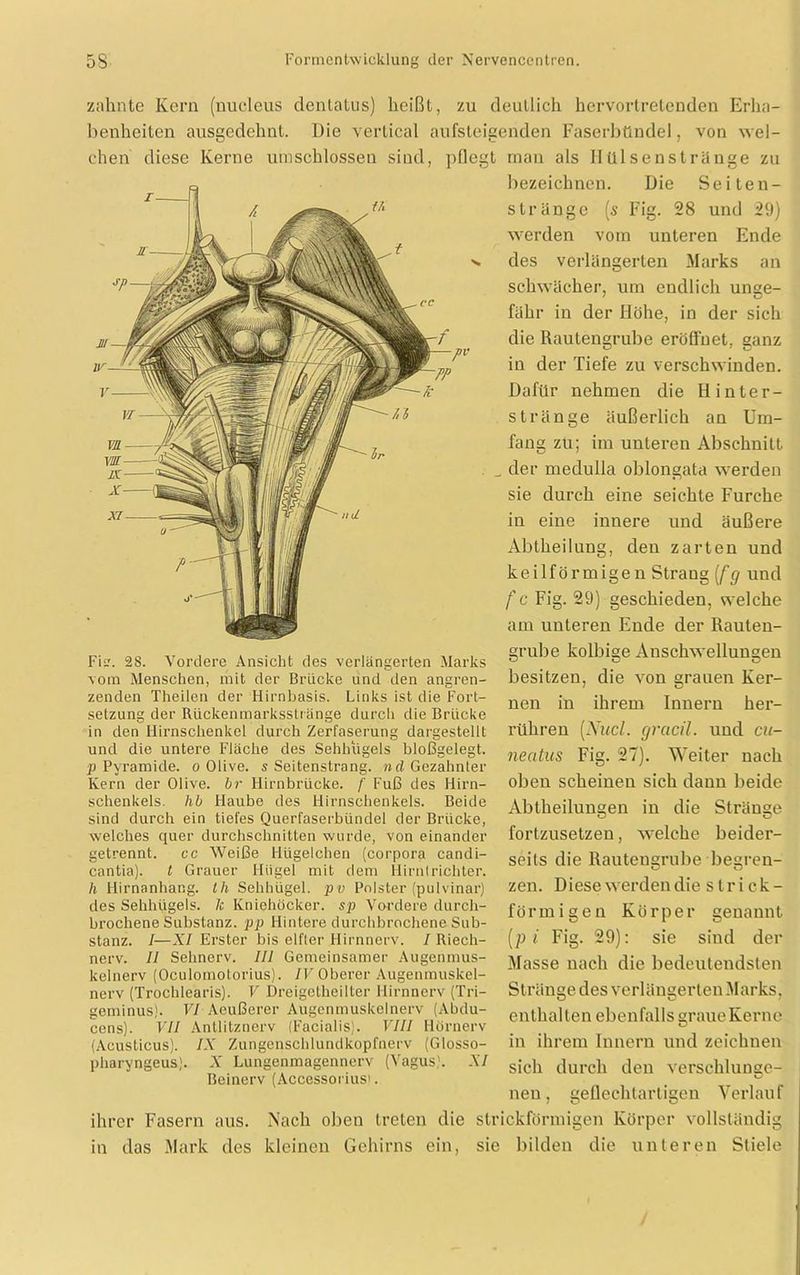zahnte Kern (nucleus dentatus) heißt, zu deutlich hervortretenden Erha- benheiten ausgedehnt. Die verlical aufsteigenden Faserbündel, von wel- chen diese Kerne umschlossen sind, pflegt man als II ülsenstränge zu Fi. 28. Vordere Ansicht des verlängerten Marks vom Menschen, mit der Brücke und den angren- zenden Theilen der Hirnbasis. Links ist die Fort- setzung der Rückenmarksstränge durch die Brücke in den Hirnschenkel durch Zerfaserung dargestellt und die untere Fläche des Sehhügels bloßgelegt. p Pyramide, o Olive, s Seitenstrang, ncl Gezahnter Kern der Olive, br Hirnbrücke, f Fuß des Hirn- schenkels. hb Haube des Hirnschenkels. Beide sind durch ein tiefes Querfaserbündel der Brücke, welches quer durchschnitten wurde, von einander getrennt, cc Weiße Hügelchen (corpora candi- cantia). t Grauer Hügel mit dem Hirnirichter. h Hirnanhang, th Sehhügel, pv Polster (pulvinar) des Sehhügels. 7c Kniehöcker, sp Vordere durch- brochene Substanz, pp Hintere durchbrochene Sub- stanz. I—XI Erster bis elfter Hirnnerv. I Riech- nerv. II Sehnerv. III Gemeinsamer Augenmus- kelnerv (Oculomotorius). IV Oberer Augenmuskel- nerv (Trochlearis). V Dreigetheilter Hirnnerv (Tri- geminus). VI Aeußerer Augenmuskelnerv (Abdu- cens). VII Antlitznerv (Facialis). VIII Hörnerv (Acusticus). IX Zungenschlundkopfnerv (Glosso- pharyngeus). X Lungenmagennerv (Vagus). XI Beinerv (Accessoriusi. bezeichnen. Die Seiten- stränge (s Fig. 28 und 29) werden vom unteren Ende des verlängerten Marks an schwächer, um endlich unge- fähr in der Höhe, in der sich die Rautengrube eröffnet, ganz in der Tiefe zu verschwinden. Dafür nehmen die Hinter- stränge äußerlich an Um- fang zu; im unteren Abschnitt der medulla oblongata werden sie durch eine seichte Furche in eine innere und äußere Abtheilung, den zarten und keilförmigen Straug [fg und f c Fig. 29) geschieden, welche am unteren Ende der Rauten- grube kolbige Anschwellungen besitzen, die von grauen Ker- nen in ihrem Innern her- rühren [Nucl. gracil. und cu- neatus Fig. 27). Weiter nach oben scheinen sich dann beide Abtheilungen in die Stränge fortzusetzen, welche beider- seits die Rautengrube-begren- zen. Diese werden die strick- förmigen Körper genannt (p i Fig. 29): sie sind der Masse nach die bedeutendsten Stränge des verlängerten Marks, enthalten ebenfalls graue Kerne in ihrem Innern und zeichnen sich durch den verschlänge- neu, geflechtartigen Verlauf ihrer Fasern aus. Nach oben treten die strickförmigen Körper vollständig in das Mark des kleinen Gehirns ein, sie bilden die unteren Stiele