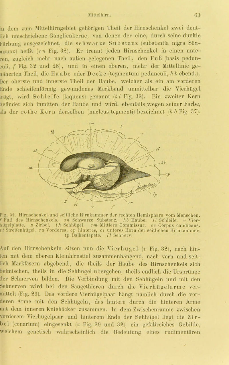 in dem zum Mittelhirngebiet gehörigen Theil der Hirnschenkel zwei deut- lich umschriebene Ganglienkerne, von denen der eine, durch seine dunkle Färbung ausgezeichnet, die schwarze Substanz (substantia nigra Söm- mering) heißt (s n Fig. 32). Er trennt jeden Hirnschenkel in einen unte- ren, zugleich mehr nach außen gelegenen Theil, den Fuß (basis pedun- ;uli, / Fig. 32 und 28 , und in einen oberen, mehr der Mittellinie ge- näherten Theil, die Haube oder Decke (tegmentum pedunculi, h b ebend.). Der oberste und innerste Theil der Haube, welcher als ein am vorderen Ende schleifenförmig gewundenes Markband unmittelbar die Vierhügel rägt, wird Schleife laqueus) genannt [s l Fig. 32). Ein zweiter Kern befindet sich inmitten der Haube und wird, ebenfalls wegen seiner Farbe, als der rothe Kern derselben (nucleus tegmenli) bezeichnet (h b Fig. 37). Fig. 32. Hirnschenkel und seitliche Hirnkammer der rechten Hemisphäre vom Menschen. f Fuß des Hirnschenkels, sn Schwarze Substanz, hb Haube, sl Schleife, v Vier- hügelplatte. s Zirbel, th Sehhügel, cm Mittlere Commissur. cc Corpus candicans. st Streifenhügel, ca Vorderes, cp hinteres, ci unteres Horn der seitlichen Hirnkammer. tp Balkentapete. II Sehnerv. Auf den Hirnschenkeln sitzen nun die Vierhügel (v Fig. 32), nach hin- ten mit dem oberen Kleinhirnstiel zusammenhängend, nach vorn und seit- lich Markfasern abgebend, die Iheils der Haube des Hirnschenkels sich heimischen, theils in die Sehhügel übergehen, tlieils endlich die Ursprünge der Sehnerven bilden. Die Verbindung mit den Sehhügeln und mit den Sehnerven wird bei den Säugethicren durch die Vierhügelarme ver- mittelt (Fig. 29). Das vordere Vierhügelpaar hängt nämlich durch die vor- deren Arme mit den Sehhügeln, das hintere durch die hinteren Arme mit dem inneren Kniehöcker zusammen. In dem Zwischenräume zwischen vorderem Vierhügelpaar und hinterem Ende der Sehhügel liegt die Zir- bel (conarium) eingesenkt (z Fig. 29 und 32), ein gefäßreiches Gebilde, welchem genetisch wahrscheinlich die Bedeutung eines rudimentären CC