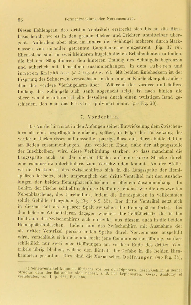 Dieses Höhlengrau des dritten Ventrikels erstreckt sich bis an die Hirn- basis herab, wo es in den grauen Höcker und Trichter unmittelbar über- geht. Außerdem aber sind im Innern der Sehhügel mehrere durch Mark- massen von einander getrennte Ganglienkerne eingestreut (Fig. 37 th). Ebensolche sind in zwei kleineren hügelähnlichen Erhabenheiten zu finden, die bei den Säugethieren den hinteren Umfang des Sehhügels begrenzen und äußerlich mit demselben Zusammenhängen, in dem äußeren und inneren Kniehöcker (li k Fig. 29 S. 59). Mit beiden Kniehöckern ist der Ursprung des Sehnerven verwachsen, in den inneren Kniehöcker geht außer- dem der vordere Vierhügelarm über. Während der vordere und äußere Umfang des Sehhügels sich sanft abgedacht zeigt, ist nach hinten die obere von der unteren Fläche desselben durch einen wulstigen Rand ge- schieden, den man das Polster (pulvinar) nennt (pv Fig. 28). 7. Vorderhirn. Das Vorderhirn sitzt in den Anfängen seiner Entwickelung dem Zwischen- hirn als eine ursprünglich einfache, später, in Folge der Fortsetzung des vorderen Deckenrisses auf dasselbe, paarige Blase auf, deren beide Hälften am Boden Zusammenhängen. Am vorderen Ende, nahe der Abgangsstelle der Riechkolben, wird diese Verbindung stärker, so dass manchmal die Längsspalte auch an der oberen Fläche auf eine kurze Strecke durch eine commissura interlobularis zum Verschwinden kommt. Au der Stelle, wo der Deckenriss des Zwischenhirns sich in die Längsspalle der Hemi- sphären fortsetzt, steht ursprünglich der dritte Ventrikel mit den Aushöh- lungen der beiden Hemisphärenbläschen in offenem Zusammenhang. Im Gehirn der Fische schließt sich diese Oeffnung, ebenso wie die des zweiten Nebenbläschens, des Cerebellum, indem die Hemisphären in vollkommen solide Gebilde übergehen ((/Fig. 18 S. 45). Der dritte Ventrikel setzt sich in diesem Fall als unpaarer Spalt zwischen die Hemisphären fort1 . Bei den höheren Wirbellhiereu dagegen wuchert der Gefäßfortsalz, der in den Iloldraum des Zwischenhirns sich einsenkt, aus diesem auch in die beiden Hemisphärenbläschen. Indem nun das Zwischenhirn mit Ausnahme der als dritter Ventrikel persistirendeu Spalte durch Nervenmasse ausgefülll wird, verschließt sich mehr und mehr jene Communicationsöffnung, so dass schließlich nur zwei enge Oeffnungen am vordem Ende des dritten Ven- ti ikcls übrig bleiben, welche den Eintritt der Gefäße in die beiden Hirn- kammern gestatten. Dies sind die Moxuo sehen Oeffnungen (nio Fig. 34), •I) Seitenventrikel kommen übrigens vor bei den Struclur dem der Batrachier sich nähert, z. B. bei vertebrates, vol. I, p. 2S2, Fig. 1S6. Dipnoern, deren Gehirn in seiner Lepidosiren. Owen, Anatomy of