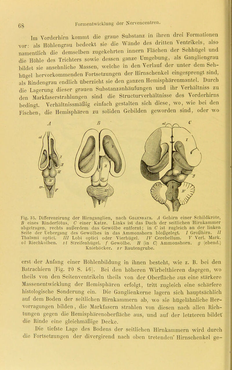 Im Vorderhirn kommt die graue Substanz in ihren drei Formationen vor: als Höhlengrau bedeckt sie die Wände des dritten Ventrikels, also namentlich die demselben zugekehrten innern Flächen der Sehhügel und die Höhle des Trichters sowie dessen ganze Umgebung, als Gangliengrau bildet sie ansehnliche Massen, welche in den Verlauf der unter dem Seh- liügel hervorkommenden Fortsetzungen der Hirnschenkel eingesprengt sind, als Rindengrau endlich überzieht sie den ganzen Hemisphärenmantel. Duich die Lagerung dieser grauen Substanzanhäufungen und ihr Verhältniss zu den Markfaserstrahlungen sind die Structurverhältnisse des Vorderhirns bedingt. Verhältnissmäßig einfach gestalten sich diese, wo, wie bei den Fischen, die Hemisphären zu soliden Gebilden geworden sind, oder wo Fig. 35. Differenzirung der Hirnganglien, nach Gegenbaur. A Gehirn einer Schildkröte, B eines Rinderfötus, C einer Katze. Links ist das Dach der seitlichen Hirnkammer abgetragen, rechts außerdem das Gewölbe entfernt; in C ist zugleich an der linken Seite der Uebergang des Gewölbes in das Ammonshorn bloßgelegt. I Großhirn. II Thalami optici. III Lobi optici oder Vierhügel. IV Cerebellum. V Verl. Mark. ol Riechkolben, st Streifenhügel, f Gewölbe. H (in C) Ammonshorn, g (ebend.) Kniehöcker, sr Rautengrube. erst der Anfang einer Höhlenbildung in ihnen besteht, wie z. B. bei den Batrachiern (Fig. 20 S. 46). Bei den höheren Wirbelthieren dagegen, wo theils von den Seitenventrikeln theils von der Oberfläche aus eine stärkere Massenentwicklung der Hemisphären erfolgt, tritt zugleich eine schärfere histologische Sonderung ein. Die Ganglienkerne lagern sich hauptsächlich aul dem Boden der seitlichen Hirnkammern ab, wo sie hügelähulicbe Her- vorragungen bilden, die Markfasern strahlen von diesen nach allen Rich- tungen gegen die Hemisphärenoberfläche aus, und auf der letzteren bildet' die Binde eine gleichmäßige Decke. Die tiefste Lage des Bodens der seitlichen Hirnkammern wird durch die Fortsetzungen der divergirend nach oben tretenden' Hirnschenkel ge-