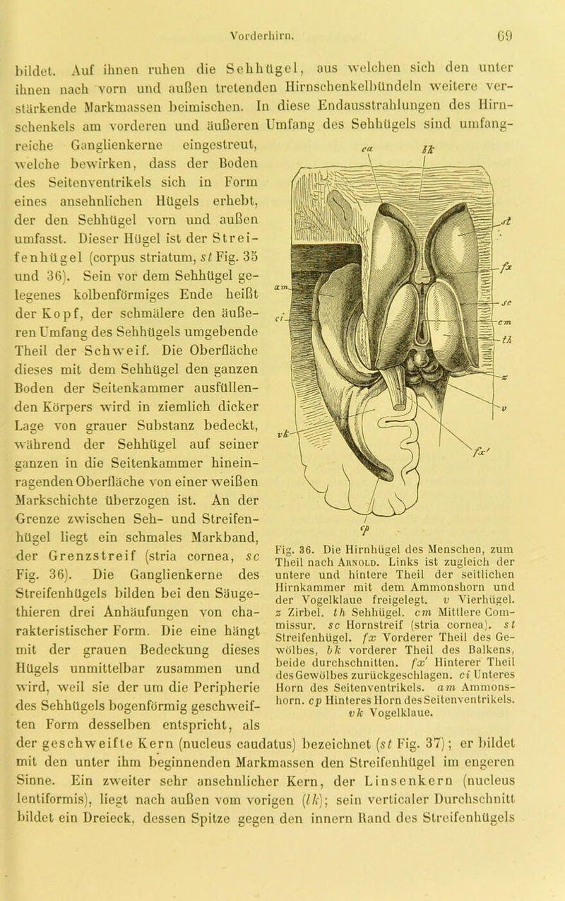 bildet. Auf ihnen ruhen die Sehhügel, aus welchen sich den unter ihnen nach vorn und außen tretenden Hirnschenkelbündeln weitere ver- stärkende Markmassen beimischen. In diese Endausstrahlungen des Hirn- schenkels am vorderen und äußeren Umfang des Sehhügels sind umfang- reiche Ganglienkerne eingestreut, welche bewirken, dass der Boden des Seitenveutrikels sich in Form eines ansehnlichen Hügels erhebt, der den Sehhügel vorn und außen umfasst. Dieser Hügel ist der Strei- fenhügel (corpus Striatum, st Fig. 35 und 36). Sein vor dem Sehhügel ge- legenes kolbenförmiges Ende heißt der Kopf, der schmälere den äuße- ren Umfang des Sehhügels umgebende Theil der Schweif. Die Oberfläche dieses mit dem Sehhügel den ganzen Boden der Seitenkammer ausfüllen- den Körpers wird in ziemlich dicker Lage von grauer Substanz bedeckt, während der Sehhügel auf seiner ganzen in die Seitenkammer hinein- ragenden Oberfläche von einer weißen Markschichte überzogen ist. An der Grenze zwischen Seh- und Streifen- hügel liegt ein schmales Markband, der Grenzstreif (stria cornea, sc Fig. 36). Die Ganglienkerne des Streifenhügels bilden bei den Säuge- thieren drei Anhäufungen von cha- rakteristischer Form, mit der Die eine hängt grauen Bedeckung Hügels Fig. 36. Die Hirnhügel des Menschen, zum Theil nach Arnold. Links ist zugleich der untere und hintere Theil der seitlichen Hirnkammer mit dem Ammonshorn und der Vogelklaue freigelegt, v Vierhügel. z Zirbel, th Sehhügel, cm Mittlere Com- missur. sc Hornstreif (stria cornea). st Streifenhügel, fx Vorderer Theil des Ge- wölbes, bk vorderer Theil des Balkens, beide durchschnitten, fx Hinterer Theil des Gewölbes zurückgeschlagen, ci Unteres Horn des Seitenventrikels, am Ammons- horn. cp Hinteres Horn desSeitenventrikels. dieses unmittelbar zusammen und wird, weil sie der um die Peripherie des Schhügels bogenförmig geschweif- ten Form desselben entspricht, als der geschweifte Kern (nucleus caudatus) bezeichnet (st Fig. 37); er bildet mit den unter ihm beginnenden Markmassen den Streifenhügel im engeren Sinne. Ein zweiter sehr ansehnlicher Kern, der Linsenkern (nucleus vk Vogelklaue. lentiformis), liegt nach außen vom vorigen (IIc); sein verticaler Durchschnitt bildet ein Dreieck, dessen Spitze gegen den innern Rand des Streifenhügels