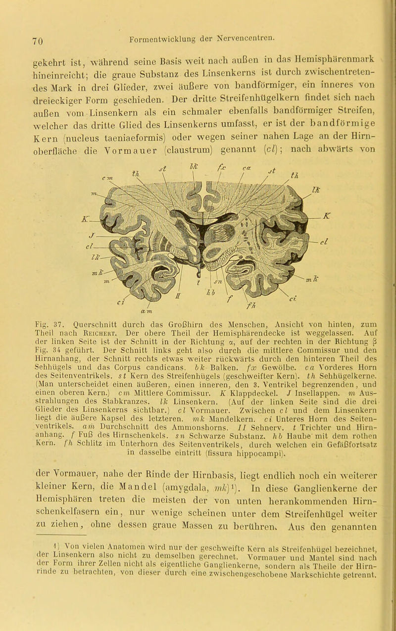 gekehrt ist, während seine Basis weit nach außen in das Ilemisphärenmark hineinreicht; die graue Substanz des Linsenkerns ist durch zwischenlreten- des Mark in drei Glieder, zwei äußere von bandförmiger, ein inneres von dreieckiger Form geschieden. Der dritte Streifenhügelkern findet sich nach außen vom Linsenkern als ein schmaler ebenfalls bandförmiger Streifen, welcher das dritte Glied des Linsenkerns umfasst, er ist der bandförmige Kern (nucleus taeniaeformis) oder wegen seiner nahen Lage an der Hirn- oberfläche die Vormauer (claustrum) genannt (cl); nach abwärts von CL 771 Fig. 37. Querschnitt durch das Großhirn des Menschen, Ansicht von hinten, zum Theil nach Reicheht. Der obere Theil der Hemisphärendecke ist weggelassen. Auf der linken Seite ist der Schnitt in der Richtung a, auf der rechten in der Richtung ß Fig. 34 geführt. Der Schnitt links geht also durch die mittlere Commissur und den Hirnanhang, der Schnitt rechts etwas weiter rückwärts durch den hinteren Theil des Sehhügels und das Corpus candicans. bk Balken, fx Gewölbe, ca Vorderes Horn des Seitenventrikels, st Kern des Streifenhügels (geschweifter Kern), th Sehhügelkerne. (Man unterscheidet einen äußeren, einen inneren, den 3. Ventrikel begrenzenden, und einen oberen Kern.) c m Mittlere Commissur. K Klappdeckel. J Insellappen, m Aus- strahlungen des Stabkranzes. Ik Linsenkern. (Auf der linken Seite sind die drei Glieder des Linsenkerns sichtbar.) cl Vormauer. Zwischen cl und dem Linsenkern liegt die äußere Kapsel des letzteren, mlc Mandelkern, ci Unteres Horn des Seiten- ventrikels. am Durchschnitt des Ammonshorns. II Sehnerv, t Trichter und Hirn- anhang. f Fuß des Hirnschenkels, sn Schwarze Substanz, hb Haube mit dem rolhen Kern, fh Schlitz im Unterhorn des Seiten Ventrikels, durch welchen ein Gefäßfortsatz in dasselbe eintritt (fissura liippocampi). der Vormauer, nahe der Rinde der Hirnbasis, liegt endlich noch ein weiterer kleiner Kern, die Mandel (amygdala, mk)1). In diese Ganglienkerne der Hemisphären treten die meisten der von unten herankommenden Hirn- schenkelfasern ein, nur wenige scheinen unter dem Streifenhügel weiter zu ziehen, ohne dessen graue Massen zu berühren» Aus den genannten J ^ on vielen Anatomen wird nur der geschweifte Kern als Streifenhügel bezeichnet, dei Linsenkern also nicht zu demselben gerechnet. Vormauer und Mantel sind nach der Form ihrer Zellen nicht als eigentliche Ganglienkerne, sondern als Theile der Hirn- rinde zu betrachten, von dieser durch eine zwischengeschobene Markschichte getrennt.