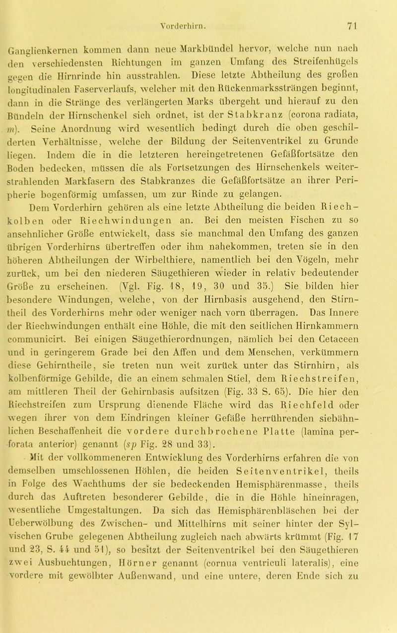 Gans lienkernen kommen dann neue Markbündel hervor, welche nun nach den verschiedensten Richtungen im ganzen Umfang des Streifenhügels ceeen die Hirnrinde hin ausstrahlen. Diese letzte Abtheilung des großen longitudinalen Faserverlaufs, welcher mit den lUickenmarkssträngen beginnt, dann in die Stränge des verlängerten Marks übergeht und hierauf zu den Bündeln der Hirnschenkel sich ordnet, ist der Stabkranz (corona radiata, m). Seine Anordnung wird wesentlich bedingt durch die oben geschil- derten Verhältnisse, welche der Bildung der Seilenventrikel zu Grunde liegen. Indem die in die letzteren hereingelrelenen Gefäßfortsätze den Boden bedecken, müssen die als Fortsetzungen des Hirnschenkels weiter- strahlenden Markfasern des Stabkranzes die Gefäßfortsätze an ihrer Peri- pherie bogenförmig umfassen, um zur Rinde zu gelangen. Dem Vorderhirn gehören als eine letzte Abtheilung die beiden Riech- kolben oder Riechwindungen an. Bei den meisten Fischen zu so ansehnlicher Größe entwickelt, dass sie manchmal den Umfang des ganzen übrigen Vorderhirns übertreffen oder ihm nahekommen, treten sie in den höheren Abtheilungen der Wirbelthiere, namentlich bei den Vögeln, mehr zurück, um bei den niederen Säugethieren wieder in relativ bedeutender Größe zu erscheinen. (Vgl. Fig. 18, 19, 30 und 35.) Sie bilden hier besondere Windungen, welche, von der Hirnbasis ausgehend, den Stirn- theil des Vorderhirns mehr oder weniger nach vorn überragen. Das Innere der Riechwindungen enthält eine Höhle, die mit den seitlichen Hirnkammern communicirt. Bei einigen Säugethierordnungen, nämlich bei den Cetaceen und in geringerem Grade bei den Affen und dem Menschen, verkümmern diese Gehirntheile, sie treten nun weit zurück unter das Stirnhirn, als kolbenförmige Gebilde, die an einem schmalen Stiel, dem Riechstreifen, am mittleren Theil der Gehirnbasis aufsitzen (Fig. 33 S. 65). Die hier den Riechstreifen zum Ursprung dienende Fläche wird das Riechfeld oder wegen ihrer von dem Eindringen kleiner Gefäße herrührenden siebähn- lichen Beschaffenheit die vordere durchbrochene Platte (lamina per- forata anterior) genannt (sp Fig. 28 und 33). Mit der vollkommeneren Entwicklung des Vorderhirns erfahren die von demselben umschlossenen Höhlen, die beiden Seitenventrikel, theils in Folge des Wachlhums der sie bedeckenden Hemisphärenmasse, theils durch das Auftreten besonderer Gebilde, die in die Höhle hineinragen, wesentliche Umgestaltungen. Da sich das Hemisphärenbläschen bei der Ueberwölbung des Zwischen- und Mittelhirns mit seiner hinter der Syl— vischen Grube gelegenen Abtheilung zugleich nach abwärts krümmt (Fig. 17 und 23, S. 44 und 51), so besitzt der Seitenventrikel bei den Säugethieren zwei Ausbuchtungen, Hörner genannt (cornua ventriculi lateralis), eine vordere mit gewölbter Außenwand, und eine untere, deren Ende sich zu