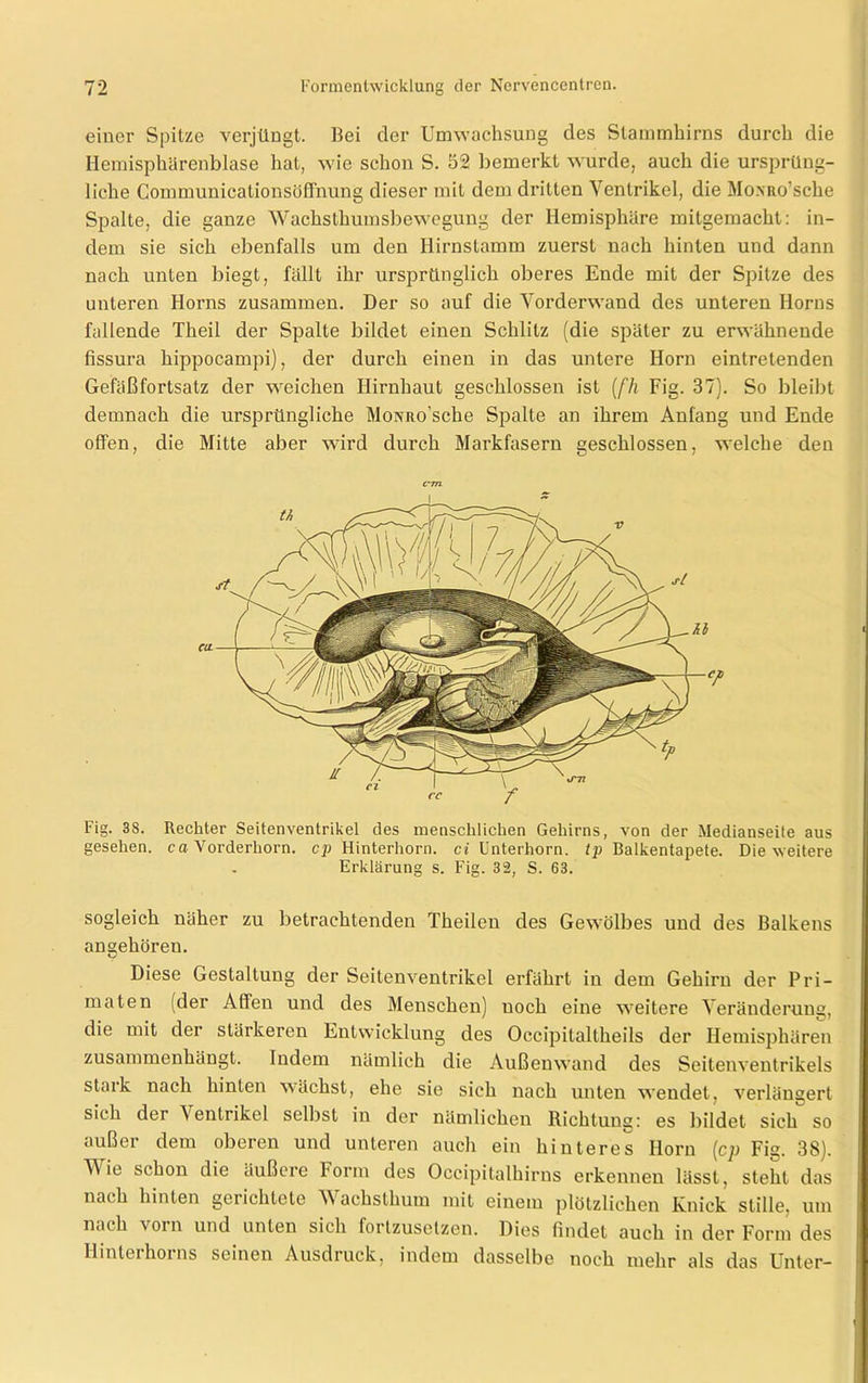 einer Spitze verjüngt. Bei der Umwachsung des Stammhirns durch die Hemisphärenblase hat, wie schon S. 52 bemerkt wurde, auch die ursprüng- liche Conimunicationsöffnung dieser mit dem dritten Ventrikel, die Moxtto’sche Spalte, die ganze Wachsthumsbewegung der Hemisphäre mitgemacht: in- dem sie sich ebenfalls um den Hirnstamm zuerst nach hinten und dann nach unten biegt, fällt ihr ursprünglich oberes Ende mit der Spitze des unteren Horns zusammen. Der so auf die Vorderwand des unteren Horns fallende Theil der Spalte bildet einen Schlitz (die später zu erwähnende fissura hippocampi), der durch einen in das untere Horn eintretenden Gefäßfortsatz der weichen Hirnhaut geschlossen ist (fh Fig. 37). So bleibt demnach die ursprüngliche MoNiio’sche Spalte an ihrem Anfang und Ende offen, die Mitte aber wird durch Markfasern geschlossen, welche den t~m Fig. 38. Rechter Seitenventrikel des menschlichen Gehirns, von der Medianseite aus gesehen, ca Vorderhorn, cp Hinterhorn, ci Unterhorn, tp Balkentapete. Die weitere Erklärung s. Fig. 32, S. 63. sogleich näher zu betrachtenden Theilen des Gewölbes und des Balkens angehören. Diese Gestaltung der Seitenventrikel erfährt in dem Gehirn der Pri- maten (der Affen und des Menschen) noch eine weitere Veränderung, die mit der stärkeren Entwicklung des Occipitaltheils der Hemisphären zusammenhängt. Indem nämlich die Außenwand des Seitenventrikels stark nach hinten wächst, ehe sie sich nach unten wendet, verlängert sich der 'S enlrikel selbst in der nämlichen Richtung: es bildet sich so außer dem oberen und unteren auch ein hinteres Horn [cp Fig. 38). V ie schon die äußere Form des Occipitalhirns erkennen lässt, steht das nach hinten gerichtete Vachsthum mit einem plötzlichen Knick stille, um nach vorn und unten sich fortzusetzen. Dies findet auch in der Form des Ilintu hoi ns seinen Ausdiuck, indem dasselbe noch mehr als das Unter—
