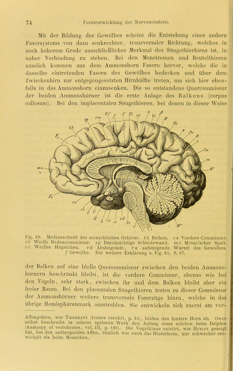Mit der Bildung des Gewölbes scheint die Entstehung eines andern Fasersysleras von dazu senkrechter, transversaler Richtung, welches in noch höherem Grade ausschließliches Merkmal des Saugethierhirns ist, in naher Verbindung zu stehen. Bei den Monotremen und Beulclthieren nämlich kommen aus dem Ammonshorn Fasern hervor, welche die in dasselbe eintretenden Fasern des Gewölbes bedecken und über dem Zwischenhirn zur entgegengesetzten Hirnhälfte treten, um sich hier eben- falls in das Ammonshorn einzusenken. Die so entstandene Quercommissur der beiden Ammonshörner ist die erste Anlage des Balkens (corpus callosum). Bei den implacentalen Säugethieren, bei denen in dieser Weise Fig. 39. Medianschnitt des menschlichen Gehirns, bk Balken, ca Vordere Commissur. cb Weiße Bodencommissur. sp Durchsichtige Scheidewand, mo MoNRo’scher Spalt. cc Weißes Kügelchen. rd Absteigende, ra aufsteigende Wurzel des Gewölbes. f Gewölbe. Die weitere Erklärung s. Fig. 3 4, S. 67. der Balken auf eine bloße Quercommissur zwischen deu beiden Ammons- hörnern beschränkt bleibt, ist die vordere Commissur, ebenso wie bei den Vögeln, sehr stark, zwischen ihr und dem Balken bleibt aber ein ireier Raum. Bei den placenlalen Säugethieren treten zu dieser Commissur der Ammonshörner weitere transversale Faserzüge hinzu, welche in das übrige Hemisphärenmark ausstrahlen. Sie entwickeln sich zuerst am vor- Allengehirn, wie Tiedemann (Icones cerebri, p. 54), bilden das hintere Horn ab. Owen selbst beschreibt in seinem späteren Werk den Anfang eines solchen beim Delphin (Anatomy of vertebrates, vol. III, p. 120). Die Vogelklaue existirt, wie Huxley gezeigt hat, bei den anthropoiden Affen, ähnlich wie auch das Hinterhorn, nur schwächer ent- wickelt als beim Menschen.