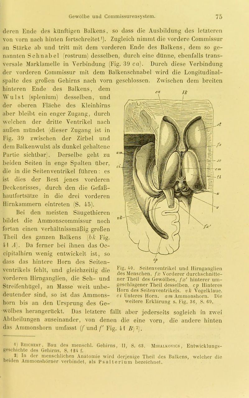 deren Ende des künftigen Balkens, so dass die Ausbildung des letzteren von vorn nach hinten fortschreitet'). Zugleich nimmt die vordere Commissur an Stärke ab und tritt mit dem vorderen Ende des Balkens, dem so ge- nannten Schnabel (rostrum) desselben, durch eine dünne, ebenfalls trans- versale Marklamelle in Verbindung (Fig. 39 ca). Durch diese Verbindung der vorderen Commissur mit dem Balkenschnabel wird die Longiludinal- spalte des großen Gehirns nach vorn geschlossen. Zwischen dem breiten hinteren Ende des Balkens, dem Wulst (splenium) desselben, und der oberen Fläche des Kleinhirns aber bleibt ein enser Zugang, durch welchen der dritte Ventrikel nach außen mündet dieser Zugang ist in Fig. 39 zwischen der Zirbel und u dem Balkenwulst als dunkel gehaltene Partie sichtbar . Derselbe geht zu beiden Seiten in enge Spalten über, die in die Seitenventrikel führen: es ist dies der Best jenes vorderen Deckenrisses, durch den die Gefäß- hautfortsätze in die drei vorderen Hirnkammern eintreten (S. 45). Bei den meisten Säugetbieren bildet die Ammonscommissur noch fortan einen verhältnissmäßig großen Theil des ganzen Balkens [bk Fig. 41 A). Da ferner bei ihnen das Oc- cipitalhirn wenig entwickelt ist, so dass das hintere Iiorn des Seiten- ventrikels fehlt, und gleichzeitig die vorderen Hirnganglien, die Seh- und Streifenhügel, an Masse weit unbe- deutender sind, so ist das Ammons- horn bis an den Ursprung des Ge- wölbes herangerückt. Das letztere fällt aber jederseits sogleich in zwei Abtheilungen auseinander, von denen die eine vorn, die andere hinten das Ammonshorn umfasst [f und f Fig. 41 li)* 2). CP Fig. 40. Seitenventrikel und Hirnganglien des Menschen, fx Vorderer durchschnitte- ner Theil des Gewölbes, fx' hinterer um- geschlagener Theil desselben, cp Hinteres Horn des Seitenventrikels, vk Vogelklaue. ci Unteres Horn, am Ammonshorn. Die weitere Erklärung s. Fig. 36, S. 69. U Reichert , Bau des menschl. Gehirns, II, S. 63. Mihalkovics, Entwicklungs- geschichte des Gehirns, S. 124 f. 2, ln der menschlichen Anatomie wird derjenige Theil des Balkens, welcher die beiden Ammonshörner verbindet, als Psalterium bezeichnet.