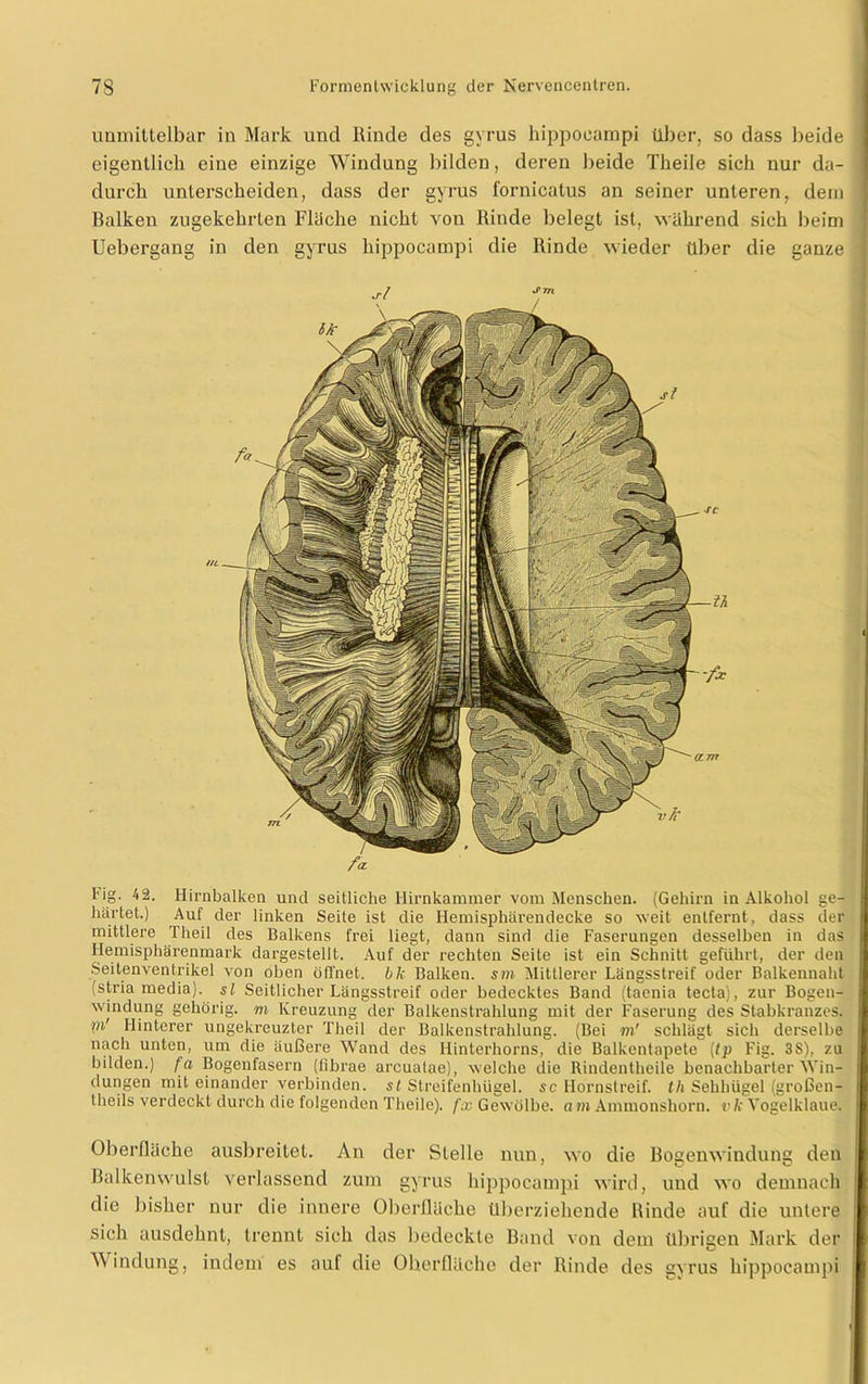 unmittelbar in Mark und Rinde des gyrus hippoeampi über, so dass beide eigentlich eine einzige Windung bilden, deren beide Tkeile sich nur da- durch unterscheiden, dass der gyrus fornicatus an seiner unteren, dem Balken zugekehrten Fläche nicht von Rinde belegt ist, während sich beim Uebergang in den gyrus hippoeampi die Rinde wieder über die ganze fa. tig. 4 2. Hirnbalken und seitliche Hirnkammer vom Menschen. (Gehirn in Alkohol ge- härtet.) Auf der linken Seite ist die Hemisphärendecke so weit entfernt, dass der mittlere Theil des Balkens frei liegt, dann sind die Faserungen desselben in das Hemisphärenmark dargestellt. Auf der rechten Seite ist ein Schnitt geführt, der den Seitenventrikel von oben öffnet, bk Balken, sin Mittlerer Längsstreif oder Balkennaht (stria media). sl Seitlicher Längsstreif oder bedecktes Band (taenia tecta), zur Bogen- windung gehörig, m Kreuzung der Balkenstrahlung mit der Faserung des Stabkranzes. m' Hinterer ungekreuzter Theil der Balkenstrahlung. (Bei m' schlägt sich derselbe nach unten, um die äußere Wand des Hinterhorns, die Balkentapete (tp Fig. 3S), zu bilden.) f a Bogenfasern (fibrae arcuatae), welche die Rindentheile benachbarter Win- dungen mit einander verbinden, st Streifenhügel, sc Hornstreif, th Sehhügel (großen- theils verdeckt durch die folgenden Theile). fx Gewölbe, a m Ammonshorn, vk Vogelklaue. Oberfläche ausbreitet. An der Stelle nun, wo die Bosenwindune den Balkenwulst verlassend zum gyrus hippoeampi wird, und wo demnach die bisher nur die innere Oberfläche überziehende Rinde auf die untere sich ausdehnt, trennt sich das bedeckte Band von dem übrigen Mark der ^ indung, indem es auf die Oberfläche der Rinde des gyrus hippoeampi