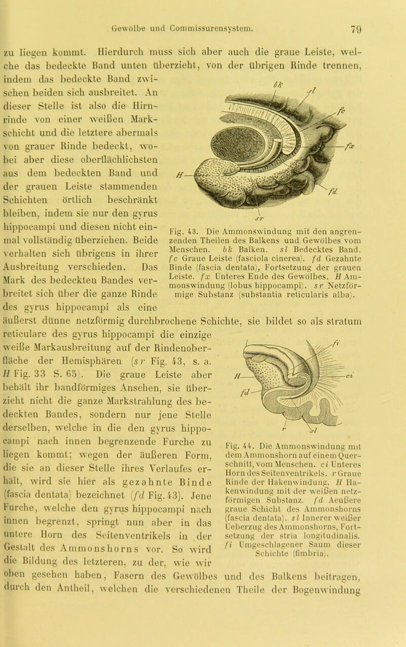zu liegen kommt. Hierdurch muss sich aber auch die graue Leiste, wel- che das bedeckte Band unten überzieht, von der übrigen Rinde trennen, indem das bedeckte Band zwi- schen beiden sich ausbreitet. An rl dieser Stelle ist also die Hirn- rinde von einer weißen Mark- schicht und die letztere abermals von grauer Rinde bedeckt, wo- bei aber diese oberflächlichsten aus dem bedeckten Band und der »rauen Leiste stammenden KJ örtlich Schichten beschränkt Fig. 43. bleiben, indem sie nur den gyrus hippocampi und diesen nicht ein- mal vollständig überziehen. Beide verhalten sich übrigens in ihrer Ausbreitung verschieden. Das Mark des bedeckten Bandes ver- breitet sich über die ganze Rinde des gyrus hippocampi als eine äußerst dünne netzförmig durchbrochene Schichte reticulare des gyrus hippocampi die einzige weiße Markausbreitung auf der Rindenober- fläche der Hemisphären [sr Fig. 43, s. a. H Fig. 33 S. 65 . Die graue Leiste aber behält ihr bandförmiges Ansehen, sie über- zieht nicht die ganze Markstrahlung des be- deckten Bandes, sondern nur jene Stelle derselben, welche in die den gyrus hippo- campi nach innen begrenzende Furche zu liegen kommt; wegen der äußeren Form, die sie an dieser Stelle ihres Verlaufes er- hält, wird sie hier als gezahnte Binde (fascia dentata) bezeichnet [fd Fig. 43). Jene Furche, welche den gyrus hippocampi nach innen begrenzt, springt nun aber in das untere Horn des Soitenventrikels in der Gestalt des Ammonshorns vor. So wird Die Amnionswindung mit den angren- zenden Theilen des Balkens und Gewölbes vom Menschen. bk Balken. sl Bedecktes Band. fc Graue Leiste (fasciola cinerea), fd Gezahnte Binde (fascia dentata), Fortsetzung der grauen Leiste, fx Unteres Ende des Gewölbes. H Am- monswindung (lohus hippocampi). sr Netzför- mige Substanz (substantia reticularis alba). sie bildet so als stratum Fig. 44. Die Ammonswindung mit dem Ammonshorn auf einem Quer- schnitt, vom Menschen. ci Unteres Horn des Seitenventrikels, r Graue Rinde der Hakenwindung. H Ha- kenwindung mit der weißen netz- förmigen Substanz, fd Aeußere graue Schicht des Ammonshorns (fascia dentata). sl Innerer weißer Ueberzug des Ammonshorns, Fort- setzung der stria longitudinalis. fi Umgeschlagener Saum dieser Schichte (fimbria). die Bildung des letzteren, zu der, wie wir oben gesehen haben, Fasern des Gewölbes und des Balkens beitragen, durch den Antheil, welchen die verschiedenen Theile der Bogenwinduns