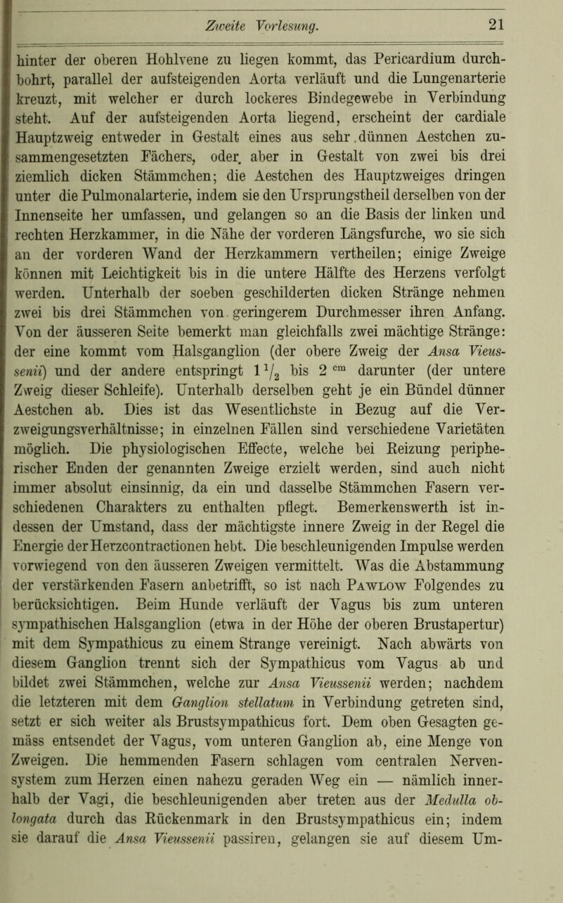 hinter der oberen Hohlvene zu liegen kommt, das Pericardium durch- bohrt, parallel der aufsteigenden Aorta verläuft und die Lungenarterie ' kreuzt, mit welcher er durch lockeres Bindegewebe in Verbindung ! steht. Auf der aufsteigenden Aorta liegend, erscheint der cardiale Hauptzweig entweder in Gestalt eines aus sehr. dünnen Aestchen zu- sammengesetzten Fächers, oder aber in Gestalt von zwei bis drei ziemlich dicken Stämmchen; die Aestchen des Hauptzweiges dringen unter die Pulmonalarterie, indem sie den TJrsprungstheil derselben von der Innenseite her umfassen, und gelangen so an die Basis der linken und rechten Herzkammer, in die Nähe der vorderen Längsfurche, wo sie sich an der vorderen Wand der Herzkammern vertheilen; einige Zweige können mit Leichtigkeit bis in die untere Hälfte des Herzens verfolgt werden. Unterhalb der soeben geschilderten dicken Stränge nehmen zwei bis drei Stämmchen von. geringerem Durchmesser ihren Anfang. Von der äusseren Seite bemerkt man gleichfalls zwei mächtige Stränge: der eine kommt vom Halsganglion (der obere Zweig der Ansa Vieus- senii) und der andere entspringt 1 ^2 2 darunter (der untere Zweig dieser Schleife). Unterhalb derselben geht je ein Bündel dünner Aestchen ab. Dies ist das Wesentlichste in Bezug auf die Ver- zweigungsverhältnisse; in einzelnen Fällen sind verschiedene Varietäten möglich. Die physiologischen Effecte, welche bei Beizung periphe- rischer Enden der genannten Zweige erzielt werden, sind auch nicht immer absolut einsinnig, da ein und dasselbe Stämmchen Fasern ver- schiedenen Charakters zu enthalten pflegt. Bemerkenswerth ist in- dessen der Umstand, dass der mächtigste innere Zweig in der Kegel die Energie derHerzcontractionen hebt. Die beschleunigenden Impulse werden vorwiegend von den äusseren Zweigen vermittelt. Was die Abstammung der verstärkenden Fasern anbetrifif., so ist nach Pawlow Folgendes zu berücksichtigen. Beim Hunde verläuft der Vagus bis zum unteren S3^mpathischen Halsganglion (etwa in der Höhe der oberen Brustapertur) mit dem Sympathicus zu einem Strange vereinigt. Nach abwärts von diesem Ganglion trennt sich der Sympathicus vom Vagus ab und bildet zwei Stämmchen, welche zur Ansa Vieussenii werden; nachdem die letzteren mit dem Ganglion stellatum in Verbindung getreten sind, setzt er sich weiter als Brustsympathicus fort. Dem oben Gesagten ge- mäss entsendet der Vagus, vom unteren Ganglion ab, eine Menge von Zweigen. Die hemmenden Fasern schlagen vom centralen Nerven- system zum Herzen einen nahezu geraden Weg ein — nämlich inner- halb der Vagi, die beschleunigenden aber treten aus der Medulla ob- longata durch das Kückenmark in den Brustsympathicus ein; indem sie darauf die Ansa Vieussenii passiren, gelangen sie auf diesem Um-
