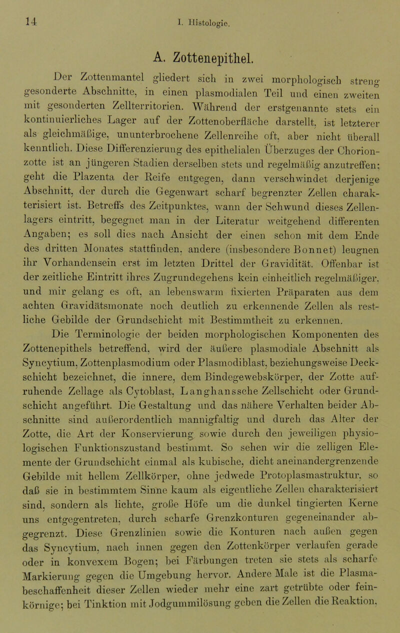 A. Zottenepithel. Der Zottenmantel gliedert sich in zwei morphologisch streng- gesonderte Abschnitte, in einen plasmodialen Teil und einen zweiten mit gesonderten Zellterritorien. Während der erstgenannte stets ein kontinuierliches Lager auf der Zottenoberfläche darstellt, ist letzterer als gleichmäßige, ununterbrochene Zellenreihe oft, aber nicht überall kenntlich. Diese Differenzierung des epithelialen Überzuges der Chorion- zotte ist an jüngeren Stadien derselben stets und regelmäßig anzutreffen: geht die Plazenta der Reife entgegen, dann verschwindet derjenige Abschnitt, der durch die Gegenwart scharf begrenzter Zellen charak- terisiert ist. Betreffs des Zeitpunktes, wann der Schwund dieses Zellen- lagers eintritt, begegnet man in der Literatur weitgehend differenten Angaben; es soll dies nach Ansicht der einen schon mit dem Ende des dritten Monates stattfinden, andere (insbesondere Bonnet) leugnen ihr Vorhandensein erst im letzten Drittel der Gravidität. Offenbar ist der zeitliche Eintritt ihres Zugrundegehens kein einheitlich regelmäßiger, und mir gelang es oft, an lebenswarm fixierten Präparaten aus dem achten Gravidätsmonate noch deutlich zu erkennende Zellen als rest- liche Gebilde der Grundschicht mit Bestimmtheit zu erkennen. Die Terminologie der beiden morphologischen Komponenten des Zottenepithels betreffend, wird der äußere plasmodiale Abschnitt als Syncytium, Zottenplasmodium oder Plasmodiblast, beziehungsweise Deck- schicht bezeichnet, die innere, dem Bindegewebskürper, der Zotte auf- ruhende Zellage als Cytoblast, L an gh ans sehe Zellschicht oder Grund- schicht angeführt. Die Gestaltung und das nähere Verhalten beider Ab- schnitte sind außerordentlich mannigfaltig und durch das Alter der Zotte, die Art der Konservierung, sowie durch den jeweiligen physio- logischen Funktionszustand bestimmt. So sehen wir die zelligen Ele- mente der Grundschicht einmal als kubische, dicht aneinandergrenzende Gebilde mit hellem Zellkörper, ohne jedwede Protoplasmastruktur, so daß sie in bestimmtem Sinne kaum als eigentliche Zellen charakterisiert sind, sondern als lichte, große Höfe um die dunkel fingierten Kerne uns entgegentreten, durch scharfe Grenzkonturen gegeneinander ab- gegrenzt. Diese Grenzlinien sowie die Konturen nach außen gegen das Syncytium, nach innen gegen den Zottenkörper verlaufen gerade oder in konvexem Bogen; bei Färbungen treten sie stets als scharfe Markierung gegen die Umgebung hervor. Andere Male ist die 1 lasma- beschaffenheit dieser Zellen wieder mehr eine zart getrübte oder fein- körnige; bei Tinktion mit Jodgummilösung geben die Zellen die Reaktion.