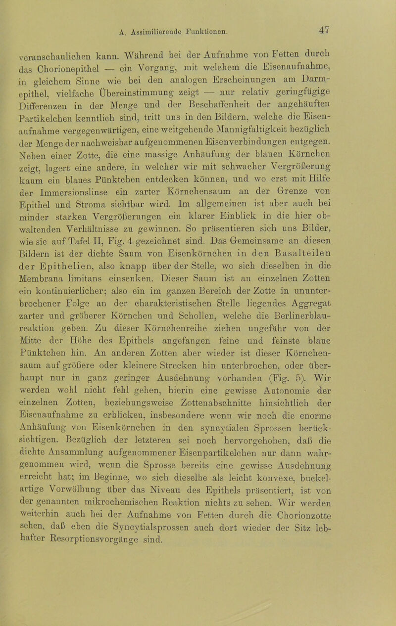 veranschaulichen kann. Während bei der Aufnahme von Fetten durch das Chorionepithel — ein Vorgang, mit welchem die Eisenaufnahme, in gleichem Sinne wie bei den analogen Erscheinungen am Darm- epithel, vielfache Übereinstimmung zeigt — nur relativ geringfügige Differenzen in der Menge und der Beschaffenheit der angehäuften Partikelchen kenntlich sind, tritt uns in den Bildern, welche die Eisen- aufnahme vergegenwärtigen, eine weitgehende Mannigfaltigkeit bezüglich der Menge der nachweisbar aufgenommenen Eisenverbindungen entgegen. Neben einer Zotte, die eine massige Anhäufung der blauen Körnchen zeio-t. lagert eine andere, in welcher wir mit schwacher Vergrößerung kaum ein blaues Pünktchen entdecken können, und wo erst mit Hilfe der Immersionslinse ein zarter Körnchen säum an der Grenze von Epithel und Stroma sichtbar wird. Im allgemeinen ist aber auch bei minder starken Vergrößerungen ein klarer Einblick in die hier ob- waltenden Verhältnisse zu gewinnen. So präsentieren sich uns Bilder, wie sie auf Tafel II, Fig. 4 gezeichnet sind. Das Gemeinsame an diesen Bildern ist der dichte Saum von Eisenkörnchen in den Basalteilen der Epithelien, also knapp über der Stelle, wo sich dieselben in die Membrana limitans einsenken. Dieser Saum ist an einzelnen Zotten ein kontinuierlicher; also ein im ganzen Bereich der Zotte in ununter- brochener Folge an der charakteristischen Stelle liegendes Aggregat zarter und gröberer Körnchen und Schollen, welche die Berlinerblau- reaktion geben. Zu dieser Körnchenreihe ziehen ungefähr von der Mitte der Höhe des Epithels angefangen feine und feinste blaue Pünktchen hin. An anderen Zotten aber wieder ist dieser Ivörncheu- saum auf größere oder kleinere Strecken hin unterbrochen, oder über- haupt nur in ganz geringer Ausdehnung vorhanden (Fig. 5). Wir werden wohl nicht fehl gehen, hierin eine gewisse Autonomie der einzelnen Zotten, beziehungsweise Zottenabschnitte hinsichtlich der Eisenaufnahme zu erblicken, insbesondere wenn wir noch die enorme Anhäufung von Eisenkörnchen in den syncytialen Sprossen berück- sichtigen. Bezüglich der letzteren sei noch hervorgehoben, daß die dichte Ansammlung aufgenommener Eisenpartikelchen nur dann wahr- genommen wird, wenn die Sprosse bereits eine gewisse Ausdehnung erreicht hat; im Beginne, wo sich dieselbe als leicht konvexe, buckel- artige Vorwölbung über das Niveau des Epithels präsentiert, ist von der genannten mikrochemischen Reaktion nichts zu sehen. Wir werden weiterhin auch bei der Aufnahme von Fetten durch die Chorionzotte sehen, daß eben die Syncytialsprossen auch dort wieder der Sitz leb- hafter Resorptionsvorgänge sind.