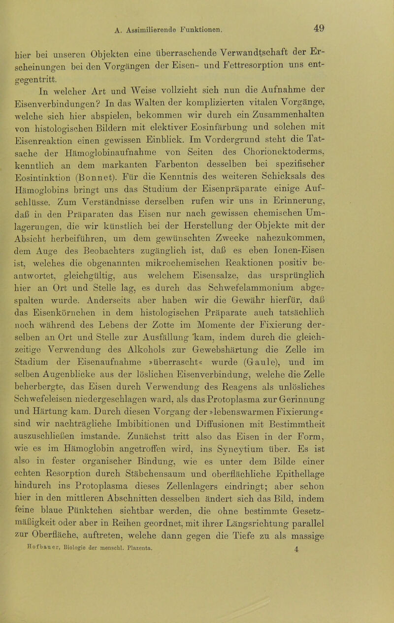 hier bei unseren Objekten eine überraschende Verwandtschaft der Er- scheinungen bei den Vorgängen der Eisen- und Fettresorption uns ent- gegentritt. In welcher Art und Weise vollzieht sich nun die Aufnahme der Eisenverbindungen? In das Walten der komplizierten vitalen Vorgänge, welche sich hier abspielen, bekommen wir durch ein Zusammenhalten von histologischen Bildern mit elektiver Eosinfärbung und solchen mit Eisenreaktion einen gewissen Einblick. Im Vordergrund steht die Tat- sache der Hämoglobinaufnahme von Seiten des Chorionektoderms, kenntlich an dem markanten Farbenton desselben bei spezifischer Eosintinktion (Bonnet). Für die Kenntnis des weiteren Schicksals des Hämoglobins bringt uns das Studium der Eisenpräparate einige Auf- schlüsse. Zum Verständnisse derselben rufen wir uns in Erinnerung, daß in den Präparaten das Eisen nur nach gewissen chemischen Um- lageruugen, die wir künstlich bei der Herstellung der Objekte mit der Absicht herbeiführen, um dem gewünschten Zwecke nahezukommen, dem Auge des Beobachters zugänglich ist, daß es eben Ionen-Eisen ist, welches die obgenannten mikrochemischen Reaktionen positiv be- antwortet, gleichgültig, aus welchem Eisensalze, das ursprünglich hier an Ort und Stelle lag, es durch das Schwefelammonium abge-r spalten wurde. Anderseits aber haben wir die Gewähr hierfür, daß das Eisenkörnchen in dem histologischen Präparate auch tatsächlich noch während des Lebens der Zotte im Momente der Fixierung der- selben an Ort und Stelle zur Ausfällung 'kam, indem durch die gleich- zeitige Verwendung des Alkohols zur Gewebshärtung die Zelle im Stadium der Eisenaufnahme »überrascht« wurde (Gaule), und im selben Augenblicke aus der löslichen Eisenverbindung, welche die Zelle beherbergte, das Eisen durch Verwendung des Reagens als unlösliches Schwefeleisen niedergeschlagen ward, als das Protoplasma zur Gerinnung und Härtung kam. Durch diesen Vorgang der »lebenswarmen Fixierung« sind wir nachträgliche Imbibitionen und Diffusionen mit Bestimmtheit auszuschließen imstande. Zunächst tritt also das Eisen in der Form, wie es im Hämoglobin angetroffen wird, ins Syncytium über. Es ist also in fester organischer Bindung, wie es unter dem Bilde einer echten Resorption durch Stäbchensaum und oberflächliche Epithellage hindurch ins Protoplasma dieses Zellenlagers eindringt; aber schon hier in den mittleren Abschnitten desselben ändert sich das Bild, indem feine blaue Pünktchen sichtbar werden, die ohne bestimmte Gesetz- mäßigkeit oder aber in Reihen geordnet, mit ihrer Längsrichtung parallel zur Oberfläche, auftreten, welche dann gegen die Tiefe zu als massige Hofbauer, Biologie der menschl. Plazenta. 4.