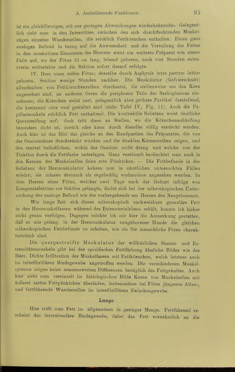 ist ein gleichförmiges, mit nur geringen Abweichungen wiederkehrendes. Gelegent- lich sieht man in den Interstitien zwischen den sich durchflechtenden Muskel- zü<ren einzelne Wanderzellen, die reichlich Fettkörnchen enthalten. Einen ganz analogen Befund in bezug auf die Anwesenheit und die Verteilung des Fettes in den muskulösen Elementen des Herzens weist ein weiteres Präparat von einem Falle auf, wo der Fötus 31 cm lang, lebend geboren, noch vier Stunden extra- uterin weiterlebte und die Sektion sofort darauf erfolgte. IV. Herz eines reifen Fötus; derselbe durch Asphyxie intra partum leblos geboren. Sektion wenige Stunden nachher. Die Muskulatur (Gefiierschnitt) allenthalben von Fettkörnchenreihen durchsetzt, die stellenweise um den Kern angeordnet sind, an anderen Orten die peripheren Teile des Sarkoplasmas ein- nehmen; die Körnchen meist zart, gelegentlich aber gröbere Partikel darstellend, die kreisrund oder oval gestaltet sind (siehe Tafel IV, Fig. 11). Auch die Pa- pillarmuskeln reichlich Fett enthaltend. Die kontraktile Substanz weist deutliche Querstreifung auf; doch tritt diese an Stellen, wo die Körnchenanhäufung besonders dicht ist, zurück oder kann durch dieselbe völlig verdeckt werden. Auch hier ist das Bild das gleiche an den Randpartien des Präparates, die von der Osmiumsäure durchtränkt wurden und die dunklen Körnerreihen zeigen, und den zentral befindlichen, wohin das Osmium nicht drang und welche nur der Tinktion durch die Fettfarbe unterlagen. Ganz vereinzelt beobachtet man auch in den Kernen der Muskelzellen feine rote Pünktchen. — Die Fettbefunde in der Substanz der Herzmuskulatur kehren nun in sämtlichen untersuchten Fällen wieder; sie müssen demnach als regelmäßig vorhandene angesehen werden. In dem Herzen eines Fötus, welcher zwei Tage nach der Geburt infolge von Lungenatelektase zur Sektion gelangte, findet sich bei der mikroskopischen Unter- suchung der analoge Befund wie der vorhergehende am Herzen des Neugeborenen. Wie lange Zeit sich dieses mikroskopisch nachweisbare granuläre Fett in den Herzmuskelfasern während des Extrauterinlebens erhält, konnte ich bisher nicht genau verfolgen. Dagegen möchte ich mir hier die Anmerkung gestatten, daß es mir gelang, in der Herzmuskulatur neugeborener Hunde die gleichen mikroskopischen Fettbefunde zu erheben, wie sie für menschliche Föten charak- teristisch sind. Die quergestreifte Muskulatur der willkürlichen Stamm- und Ex- tremitätenmuskeln gibt bei der spezifischen Fettfärbung ähnliche Bilder wie das Herz. Dichte Infiltration der Muskelfasern mit Fettkörnchen, welch letztere auch im interfibrillären Bindegewebe angetroffen werden. Die verschiedenen Muskel- systeme zeigen keine nennenswerten Differenzen bezüglich des Fettgehaltes. Auch hier sieht man Amreinzelt im histologischen Bilde Kerne von Muskelzellen mit äußerst zarten Fettpünktchen überladen, insbesondere bei Föten jüngeren Alters, und fettführende Whnderzellen im interfibrillären Zwischengewebe. Lunge. Hier trifft man Fett im allgemeinen in geringer Menge. Fettführend er- scheint das interalveoläre Bindegewebe, dabei das Fett vornehmlich an die