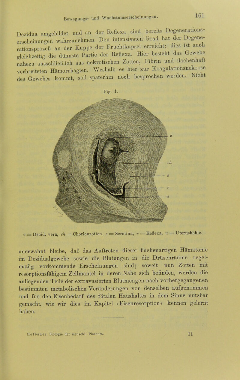 Dezidua umgebildet und an der Reflexa sind bereits Degenerations- erscheinungen wahrzunehmen. Den intensivsten Grad hat der Degene- rationsprozeß an der Kuppe der Fruchtkapsel erreicht; dies ist auch •deichzeitig die dünnste Partie der Reflexa. Hier besteht das Gewebe nahezu ausschließlich aus nekrotischen Zotten, Fibrin und flächenhaft verbreiteten Hämorrhagien. Weshalb es hier zur Koagulationsnekrose des Gewebes kommt, soll späterhin noch besprochen werden. Nicht v = Decid. vera, ch = Chorionzotten, s = Serotina, r — Reflexa, u — Uterushöhle. unerwähnt bleibe, daß das Auftreten dieser flächenartigen Hämatome im Dezidualgewebe sowie die Blutungen in die Drüsenräume regel- mäßig vorkommende Erscheinungen sind; soweit nun Zotten mit resorptionsfähigem Zellmantel in deren Nähe sich befinden, werden die anliegenden Teile der extravasierten Blutmengen nach vorhergegangenen bestimmten metabolischen Veränderungen von denselben aufgenommen und für den Eisenbedarf des fötalen Haushaltes in dem Sinne nutzbar gemacht, wie wir dies im Kapitel »Eisenresorption« kennen gelernt haben.