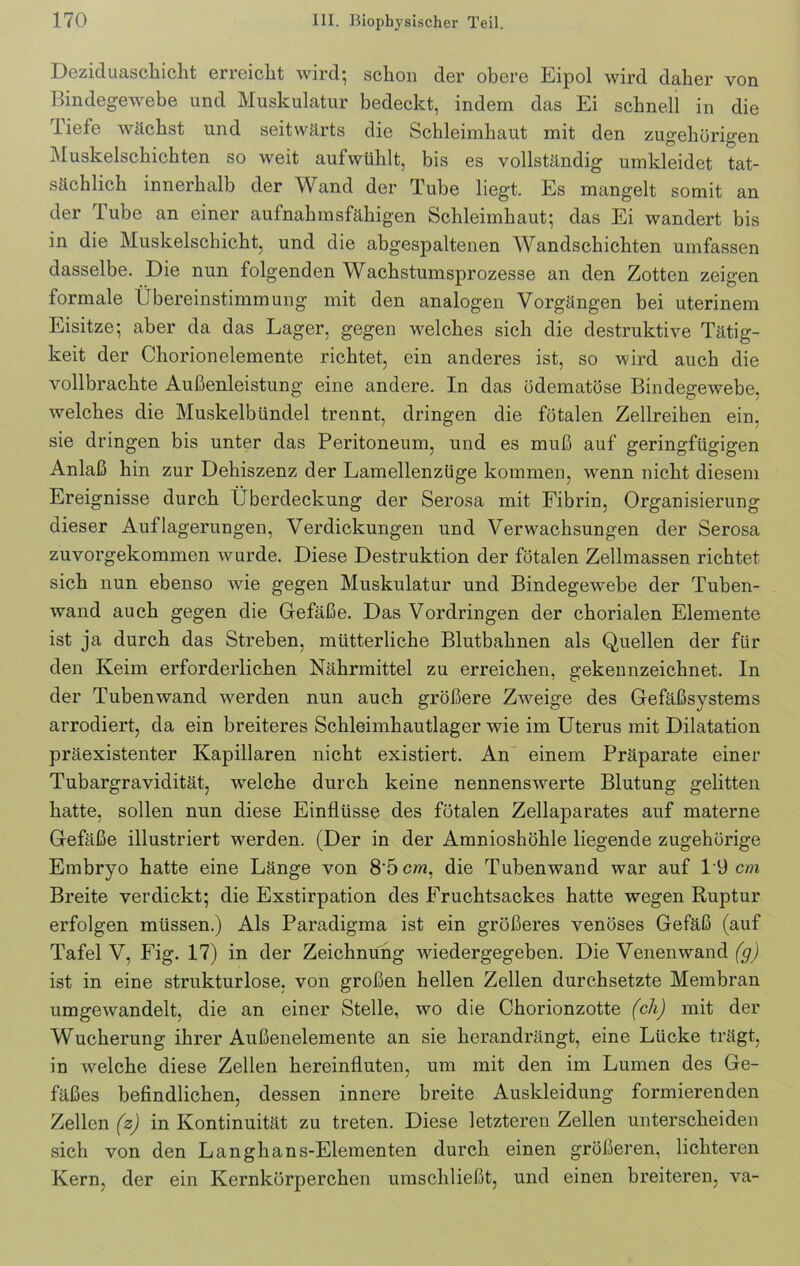 Deziduascliicht erreicht wird; schon der obere Eipol wird daher von Bindegewebe und Muskulatur bedeckt, indem das Ei schnell in die liefe wächst und seitwärts die Schleimhaut mit den zugehörigen Muskelschichten so weit aufwühlt, bis es vollständig umkleidet tat- sächlich innerhalb der Wand der Tube liegt. Es mangelt somit an der Tube an einer aufnahmsfähigen Schleimhaut; das Ei wandert bis in die Muskelschicht, und die abgespaltenen Wandschichten umfassen dasselbe. Die nun folgenden Wachstumsprozesse an den Zotten zeigen formale Übereinstimmung mit den analogen Vorgängen bei uterinem Eisitze; aber da das Lager, gegen welches sich die destruktive Tätig- keit der Chorionelemente richtet, ein anderes ist, so wird auch die vollbrachte Außenleistung eine andere. In das üdematöse Bindegewebe, welches die Muskelbündel trennt, dringen die fötalen Zellreihen ein, sie dringen bis unter das Peritoneum, und es muß auf geringfügigen Anlaß hin zur Dehiszenz der Lamellenzüge kommen, wenn nicht diesem Ereignisse durch Überdeckung der Serosa mit Fibrin, Organisierung dieser Auflagerungen, Verdickungen und Verwachsungen der Serosa zuvorgekommen wurde. Diese Destruktion der fötalen Zellmassen richtet sich nun ebenso wie gegen Muskulatur und Bindegewebe der Tuben- wand auch gegen die Gefäße. Das Vordringen der chorialen Elemente ist ja durch das Streben, mütterliche Blutbahnen als Quellen der für den Keim erforderlichen Nährmittel zu erreichen, gekennzeichnet. In der Tubenwand werden nun auch größere Zweige des Gefäßsystems arrodiert, da ein breiteres Schleimhautlager wie im Uterus mit Dilatation präexistenter Kapillaren nicht existiert. An einem Präparate einer Tubargravidität, welche durch keine nennenswerte Blutung gelitten hatte, sollen nun diese Einflüsse des fötalen Zellaparates auf materne Gefäße illustriert werden. (Der in der Amnioshöhle liegende zugehörige Embryo hatte eine Länge von 8'5 cm, die Tubenwand war auf 19 cm Breite verdickt; die Exstirpation des Fruchtsackes hatte wegen Ruptur erfolgen müssen.) Als Paradigma ist ein größeres venöses Gefäß (auf Tafel V, Fig. 17) in der Zeichnung wiedergegeben. Die Venen wand (g) ist in eine strukturlose, von großen hellen Zellen durchsetzte Membran umgewandelt, die an einer Stelle, wo die Chorionzotte (ch) mit der Wucherung ihrer Außenelemente an sie herandrängt, eine Lücke trägt, in welche diese Zellen hereinfluten, um mit den im Lumen des Ge- fäßes befindlichen, dessen innere breite Auskleidung formierenden Zellen (z) in Kontinuität zu treten. Diese letzteren Zellen unterscheiden sich von den Langhans-Elementen durch einen größeren, lichteren Kern, der ein Kernkörperchen umschließt, und einen breiteren, va-