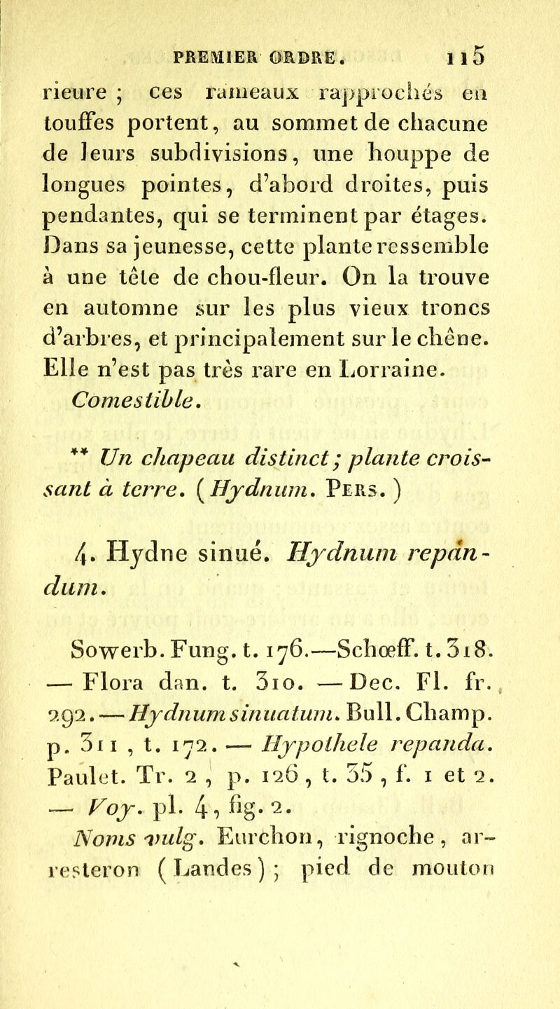 rieure ; ces rameaux rapprochés eu touffes portent, au sommet de chacune de leurs subdivisions, une bouppe de longues pointes, d’abord droites, puis pendantes, qui se terminent par étages. Dans sa jeunesse, cette plante ressemble à une tête de chou-fleur. On la trouve en automne sur les plus vieux troncs d’arbres, et principalement sur le chêne. Elle n’est pas très rare en Lorraine. Comestible. ** Un chapeau distinct ; plante crois- sant à terre. ( Hydnum. Pers. ) 4. Hydne sinué. Hydnum repart- clam. Sowerb. Fung. 1.176.—Scboeff. t. 5x8. — Floi^a dan. t. 5io. —Dec. Fl. fr. 9.92. — Hydnum sinuatum. Bull. Champ, p. 311 , t. 172. — Hypothele repanda. Paulet. Tr. 2 , p. 126 , t. 35 , f. 1 et 2. — Voy. pl. 4, fig. 2. Noms 'vulg. Eurchon, rignoche , ar~ resteron (Landes); pied de mouton