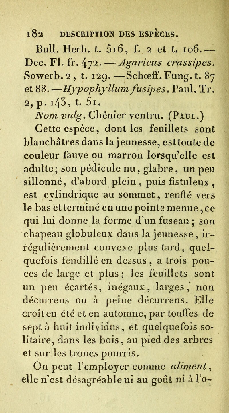 Bull. Herb. t. 5i6, f. 2 et t. 106.— Dec. Fl. fr. 472. —- Agaricus crassipes. Sowerb.2, t. 129.—SchoefF. Fung. t. 87 et 88. —Hjrpophjrllum fusipes. Paul. Tr. 2, p. i43, t. 5i. Nom vulg. Chénier ventru. (Paul.) Cette espèce, dont les feuillets sont blanchâtres dans la jeunesse, est toute de couleur fauve ou marron lorsqu’elle est adulte ; son pédicule nu, glabre, un peu sillonné, d’abord plein , puis fistuleux , est cylindrique au sommet, renflé vers le bas etterminé en une pointe menue, ce qui lui donne la forme d’un fuseau ; son chapeau globuleux dans la jeunesse, ir- régulièrement convexe plus tard, quel- quefois fendillé en dessus , a trois pou- ces de large et plus; les feuillets sont un peu écartés, inégaux, larges, non décurrens ou à peine décurrens. Elle croît en été et en automne, par touffes de sept à huit individus, et quelquefois so- litaire, dans les bois, au pied des arbres et sur les troncs pourris. On peut l’employer comme aliment, elle n’est désagréable ni au goût ni à l’o-