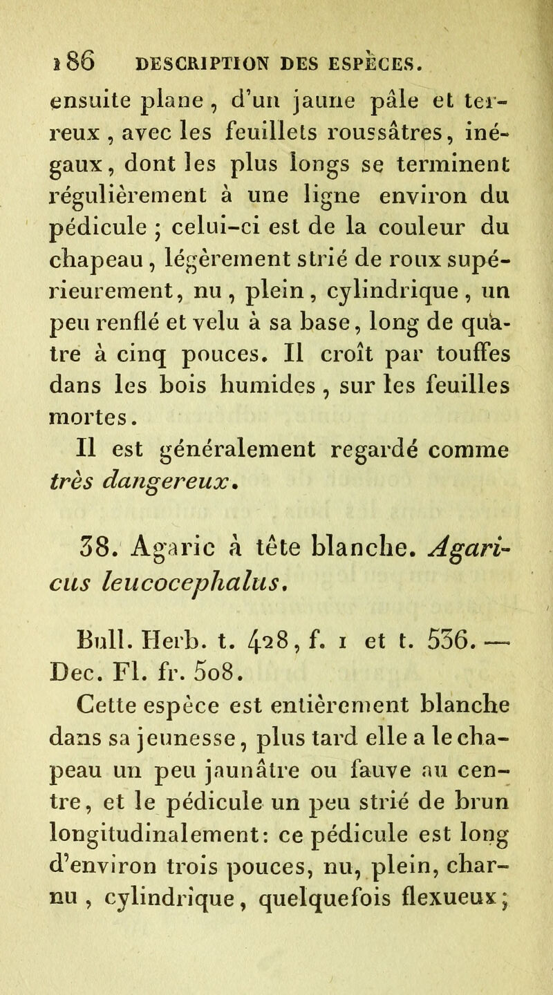 ensuite plane , d’un jaune pâle et ter- reux , avec les feuillets roussâtres, iné- gaux, dont les plus longs se terminent régulièrement à une ligne environ du pédicule ; celui-ci est de la couleur du chapeau, légèrement strié de roux supé- rieurement, nu, plein, cylindrique, un peu renflé et velu à sa base, long de qua- tre à cinq pouces. Il croît par touffes dans les bois humides , sur les feuilles mortes. Il est généralement regardé comme très dangereux. 38. Agaric à tête blanche. Agari- eus leucocephalus. Bull. Herb. t. 4^8, f» 1 et 536. — Dec. Fl. fr. 5o8. Cette espèce est entièrement blanche dans sa jeunesse, plus tard elle a le cha- peau un peu jaunâtre ou fauve au cen- tre, et le pédicule un peu strié de brun longitudinalement: ce pédicule est long d’environ trois pouces, nu, plein, char- nu , cylindrique, quelquefois flexueux ;