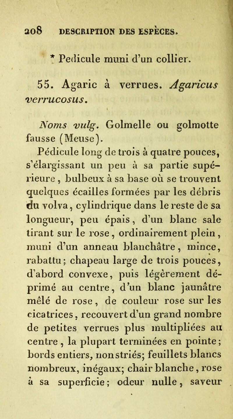 * Pédicule muni d’un collier. 55. Agaric à verrues. Agaricus verrucosus. Noms vulg. Golmelle ou golmotte fausse (Meuse). Pédicule long de trois à quatre pouces, s’élargissant un peu à sa partie supé- rieure , bulbeux à sa base où se trouvent quelques écailles formées par les débris du volva, cylindrique dans le reste de sa longueur, peu épais, d’un blanc sale tirant sur le rose, ordinairement plein , muni d’un anneau blanchâtre, mince, rabattu; chapeau large de trois pouces, d’abord convexe, puis légèrement dé- primé au centre, d’un blanc jaunâtre mêlé de rose, de couleur rose sur les cicatrices, recouvert d’un grand nombre de petites verrues plus multipliées au centre , la plupart terminées en pointe ; bords entiers, non striés; feuillets blancs nombreux, inégaux; chair blanche, rose à sa superficie ; odeur nulle, saveur