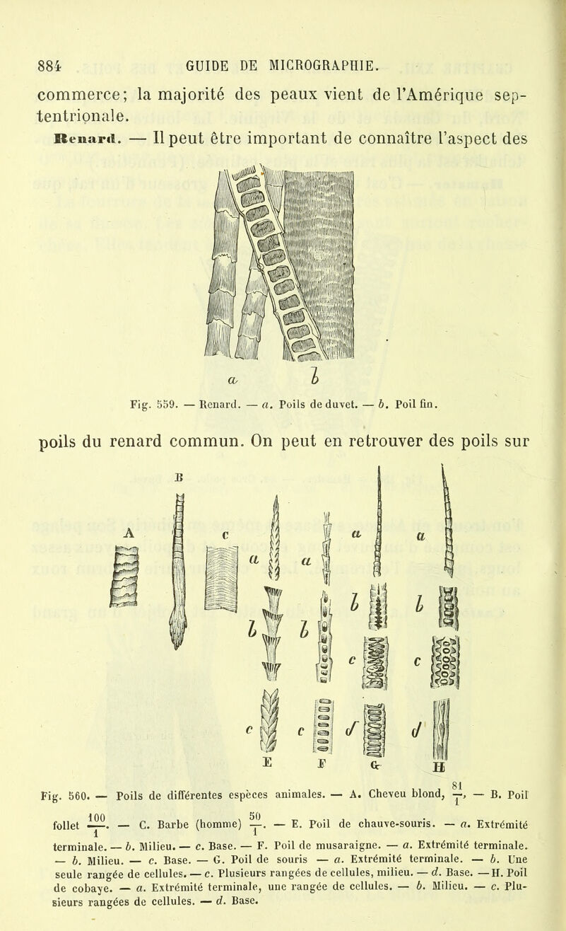 commerce; la majorité des peaux vient de l’Amérique sep- tentrionale. Renard. — Il peut être important de connaître l’aspect des eu b Fig. 559. — Renard. — a. Poils de duvet. — b. Poil fin. poils du renard commun. On peut en retrouver des poils sur Fig. 560. — Poils de différentes espèces animales. — A. Cheveu blond, —, — B. PoiT follet — C. Barbe (homme) y. — E. Poil de chauve-souris. — a. Extrémité terminale. — b. Milieu. — c. Base. — F. Poil de musaraigne. — a. Extrémité terminale. — b. Milieu. — c. Base. — G. Poil de souris — a. Extrémité terminale. — b. Une seule rangée de cellules. — c. Plusieurs rangées de cellules, milieu. — d. Base. —H. Poil de cobaye. — a. Extrémité terminale, une rangée de cellules. — b. Milieu. — c. Plu- sieurs rangées de cellules. — d. Base.