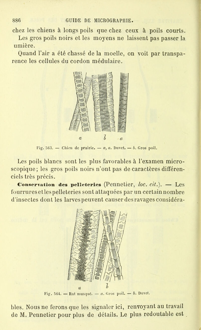 chez les chiens à longs poils que chez ceux à poils courts. Les gros poils noirs et les moyens ne laissent pas passer la umière. Quand l’air a été chassé de la moelle, on voit par transpa- rence les cellules du cordon médulaire. Les poils blancs sont les plus favorables à l’examen micro- scopique; les gros poils noirs n’ont pas de caractères différen- ciels très précis. Conservation des pelleteries (Pennetier, loc. cit.). — Les fourrures etlespelleteries sont attaquées par un certain nombre d’insectes dont les larves peuvent causer des ravages considéra- l a Fig. 563. — Chien de prairie. — a, a. Duvet. — b. Gros poil. Fig. 564. — Rat musqué. — a. Gros poil. — b. Duvet. blés. Nous ne ferons que les signaler ici, renvoyant au travail de M, Pennetier pour plus de détails. Le plus redoutable est