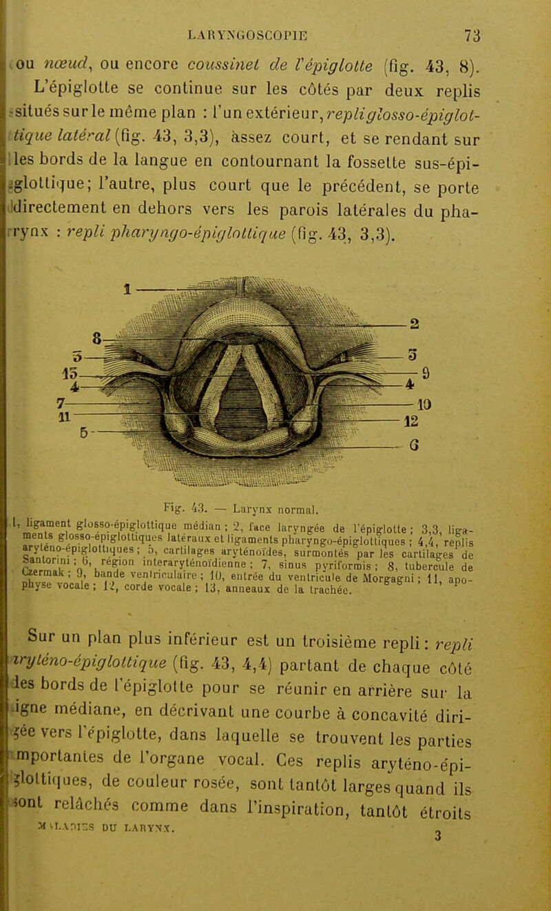 ou nœud, ou encore coussinet de l'épiglotte (Pig. 43, 8). L'épiglotte se continue sur les côtés par deux replis • situéssurle môme plan : l'un extérieur, repli glosso-épiglot- tique latéral (fig. 43, 3,3), assez court, et se rendant sur les bords de la langue en contournant la fossette sus-épi- gglotlique; l'autre, plus court que le précédent, se porte ^directement en dehors vers les parois latérales du pha- rrynx : repli pharyngo-épiglnttique (fig. 43, 3,3). Fig-. 43. — Larynx normal. I, ligament glosso-épiglottiquc médian ; 2, face laryngée de l'épiglotte ; 3,3 liga- ments glosso-ep.glott.qu^ latéraux et ligaments pharyngo-épiglotliques ; 4,4, replis «yteno-épiglottiqnes; 5, cartilages aryténoïdes, surmontés par les cartilages de rArm.'t,:ot\reÇlon 'teraryténoMienne; 7, sinus pyriformis ; 8, tubercule de Uermak; 9, bande venlneulaire ; 10, entrée du ventricule de Morgagni ; U, apo- physe vocale; 12, corde vocale; 13, anneaux de la trachée. Sur un plan plus inférieur est un troisième repli: repli injténo-épigloltique (fig. 43, 4,4) partant de chaque côté des bords de l'épiglotte pour se réunir en arrière sur la *igne médiane, en décrivant une courbe à concavité diri- gée vers l'épiglotte, dans laquelle se trouvent les parties emportantes de l'organe vocal. Ces replis aryténo-épi- '?loltiques, de couleur rosée, sont tantôt larges quand ils «ont relâchés comme dans l'inspiration, tantôt étroits MW.Am-S DU LARYNX.