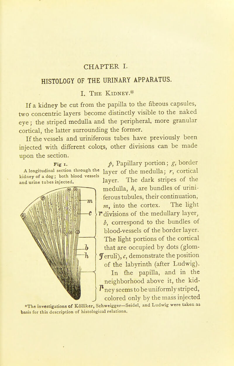 CHAPTER I. HISTOLOGY OF THE URINARY APPARATUS. Fig I. A longitudinal section through the kidney of a dog; both blood vessels and urine tubes injected. I. The Kidney* If a kidney be cut from the papilla to the fibrous capsules, two concentric layers become distinctly visible to the naked eye; the striped medulla and the peripheral, more granular cortical, the latter surrounding the former. If the vessels and uriniferous tubes have previously been injected with different colons, other divisions can be made upon the section. p, Papillary portion; g, border layer of the medulla; r, cortical layer. The dark stripes of the medulla, h, are bundles of urini- ferous tubules, their continuation, ?«, into the cortex. The light T divisions of the medullary layer, b, correspond to the bundles of blood-vessels of the border layer. The light portions of the cortical that are occupied by dots (glom- Jeruli), <r, demonstrate the position of the labyrinth (after Ludwig). In fhe papilla, and in the neighborhood above it, the kid- 7*ney seems to be uniformly striped, colored only by the mass injected *The invtstigations of Kolliker, Schweigger—Seidel, and Ludwig were taken as basis for this description of histological relations.