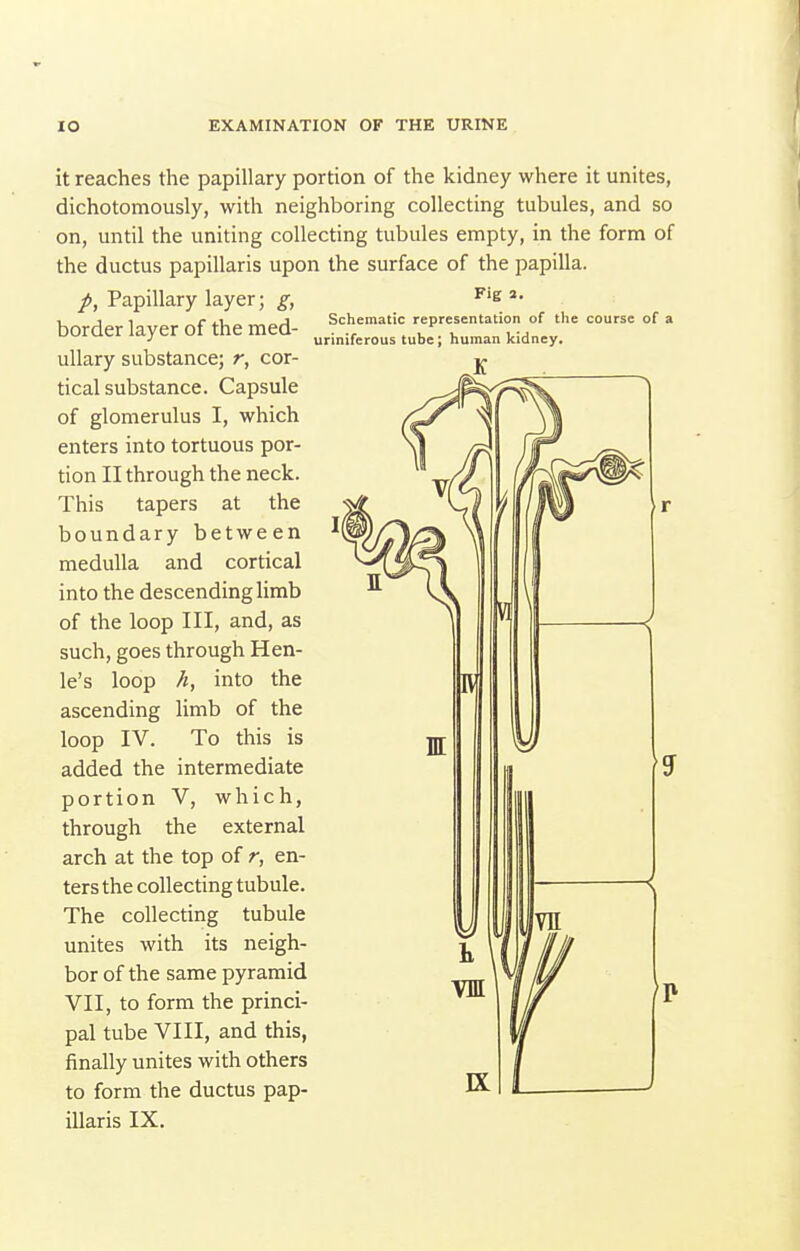 Fig 2. Schematic representation of the course of ; uriniferous tube; human kidney. K it reaches the papillary portion of the kidney where it unites, dichotomously, with neighboring collecting tubules, and so on, until the uniting collecting tubules empty, in the form of the ductus papillaris upon the surface of the papilla. p. Papillary layer; g, border layer of the med- ullary substance; r, cor- tical substance. Capsule of glomerulus I, which enters into tortuous por- tion II through the neck. This tapers at the boundary between medulla and cortical into the descending limb of the loop III, and, as such, goes through Hen- le's loop h, into the ascending limb of the loop IV. To this is added the intermediate portion V, which, through the external arch at the top of r, en- ters the collecting tubule. The collecting tubule unites with its neigh- bor of the same pyramid VII, to form the princi- pal tube VIII, and this, finally unites with others to form the ductus pap- illaris IX.