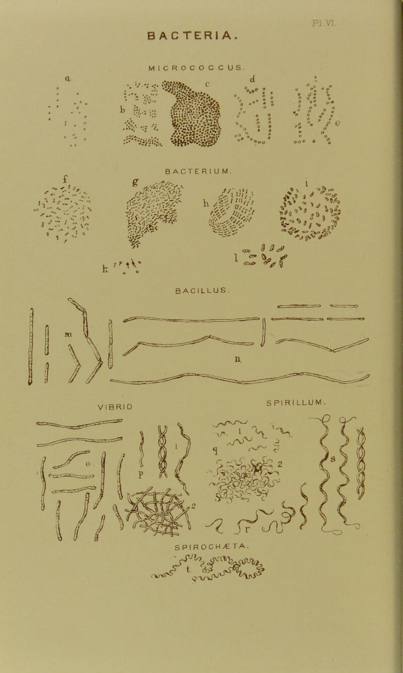 BACTERIA. Pi.VI. MICROCOCCUS. BACTERIUM. : >^<^5^J^ ii^ir^^r^^ ^-^^/^