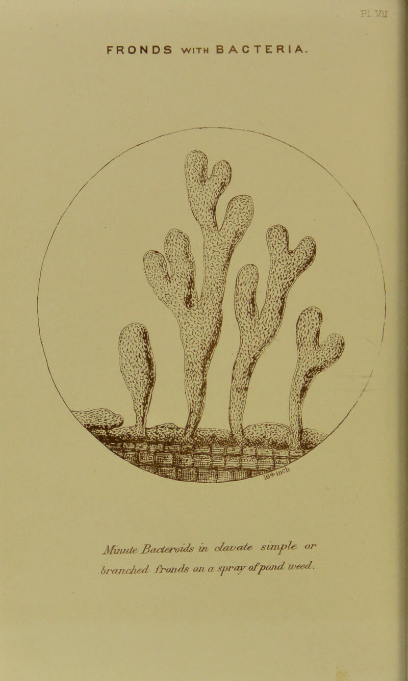 MiiUite Bacteroids in clcuj^te smifle^ or branched froitds on a spra^ofpond iv^ed.