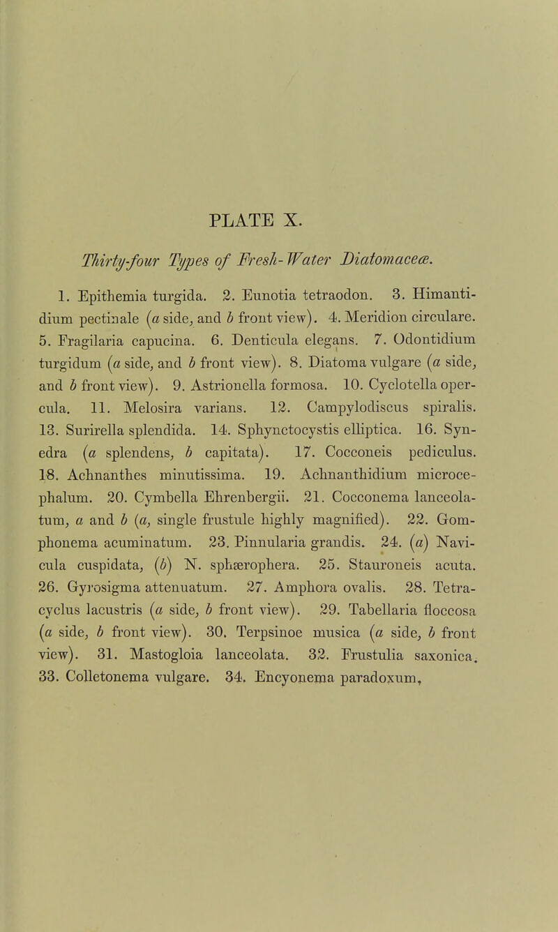 Thirty-four Types of Fresh- Water Biatomacea. 1. Epithemia turgida. 3. Eunotia tetraodon. 3. Himanti- dium pectiaale {a side, and h front view). 4. Meridion circulare. 5. Fragilaria capucina, 6. Denticula elegans. 7. Odontidium turgidum {a side, and h front view). 8. Diatoma vulgare {a side, and 6 front view). 9. Astrionella formosa. 10. Cyclotella oper- cula. 11. Melosira varians, 12. Campylodiscus spiralis. 13. Surirella splendida. 14. Sphynctocystis eUiptica. 16. Syn- edra {a splendens, h capitata). 17. Cocconeis pediculus. 18. Achnanthes minutissima. 19. Achnantlaidium microce- phalum. 20. Cymbella Ehrenbergii. 21. Cocconema lanceola- tum, a and h {a, single frnstule highly magnified). 22. Gom- phonema acuminatum. 23. Pinnularia grandis. 24, (a) Navi- cula cuspidata, (6) N. sphserophera. 25. Stauroneis acuta. 26. Gy]-osigma attenuatum. 27. Amphora ovalis. 28. Tetra- cyclus lacustris {a side, b front view). 29. Tabellaria floccosa {a side, b front view). 30. Terpsinoe musica {a side, b front view). 31. Mastogloia lanceolata. 32. Frustulia saxonica^