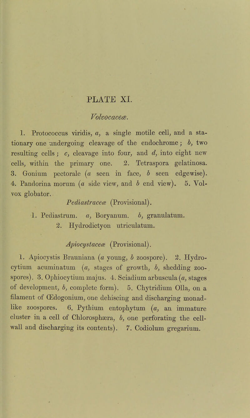 Volvocacece. 1. Protococcus viridis^ a, a single motile cellj and a sta- tionary one undergoing cleavage of the endockrome; b, two resulting cells; c, cleavage into four,, and d, into eight new cells^ within the primary one. 2. Tetraspora gelatinosa. 3. Gonium pectorale {a seen in face, b seen edgewise). 4. Pandorina morum (« side view, and b end view). 5. Vol- vox globator. Pediastracece (Provisional). 1. Pediastrum. a, Eoryanum. b, granulatum. 2. Hydrodictyon utriculatum. Apiocystacece (Provisional). 1. Apiocystis Brauniana {a young, b zoospore). 2. Hydro- cytium acuminatum {a, stages of growth, b, shedding zoo- spores), 3. Ophiocytium majus. 4. Sciadium arbuscula(a, stages of development, b, complete form). 5. Chytridium OUa, on a filament of OEdogonium, one dehiscing and discharging monad- like zoospores. 6. Pythium entophytum {a, an immature cluster in a cell of Chlorosphsera, b, one perforating the cell- wall and discharging its contents). 7. Codiolum gregarium.