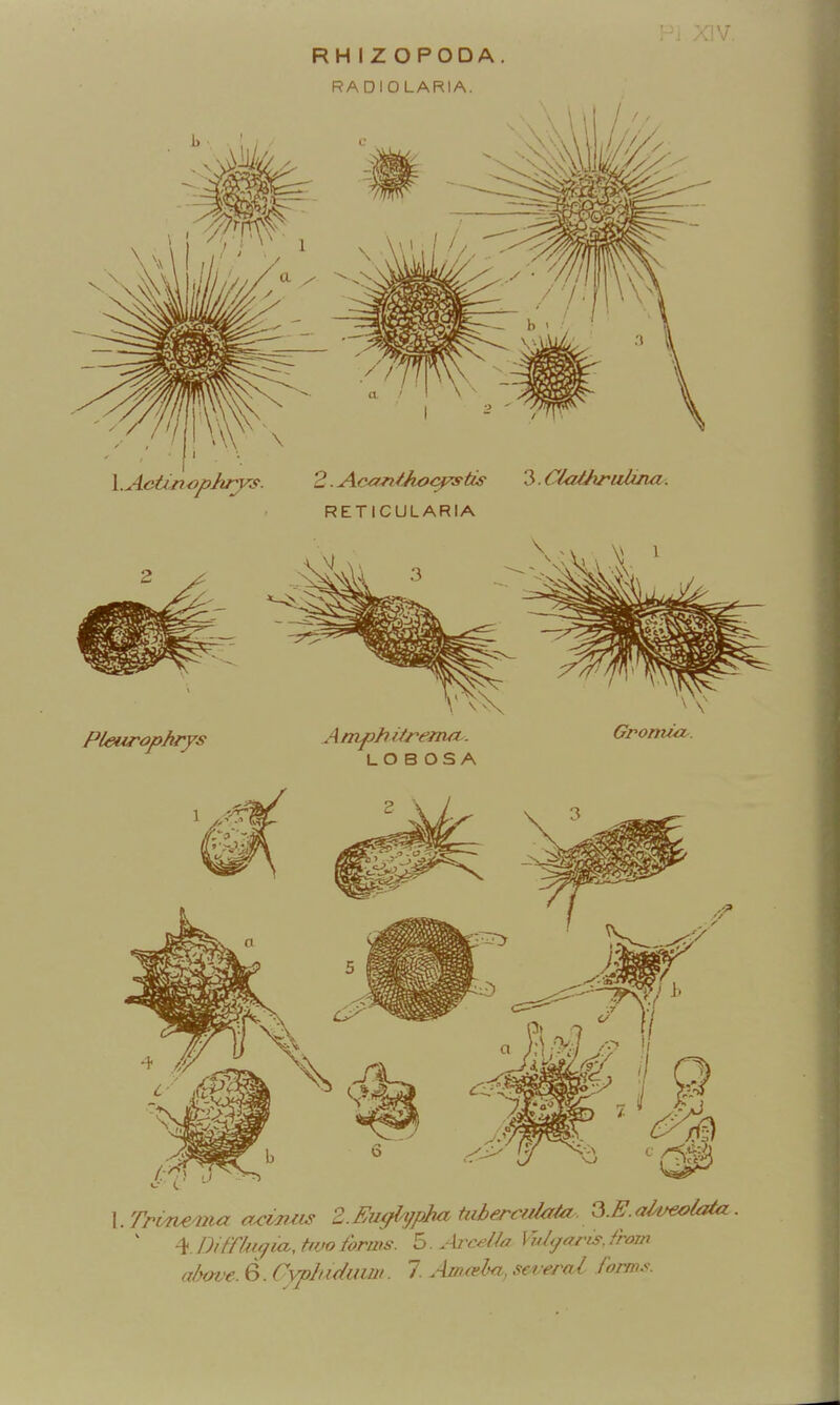 RH IZ OPODA. RADIOLARIA. 1. TnWve^na acitizis Z.Eiujfhpha tuberculaia.. ^.E.alueola^. ^ ^.Difrhi(fia.,t'VO forms, b. Ai^ceiJa Vul<jforis, from