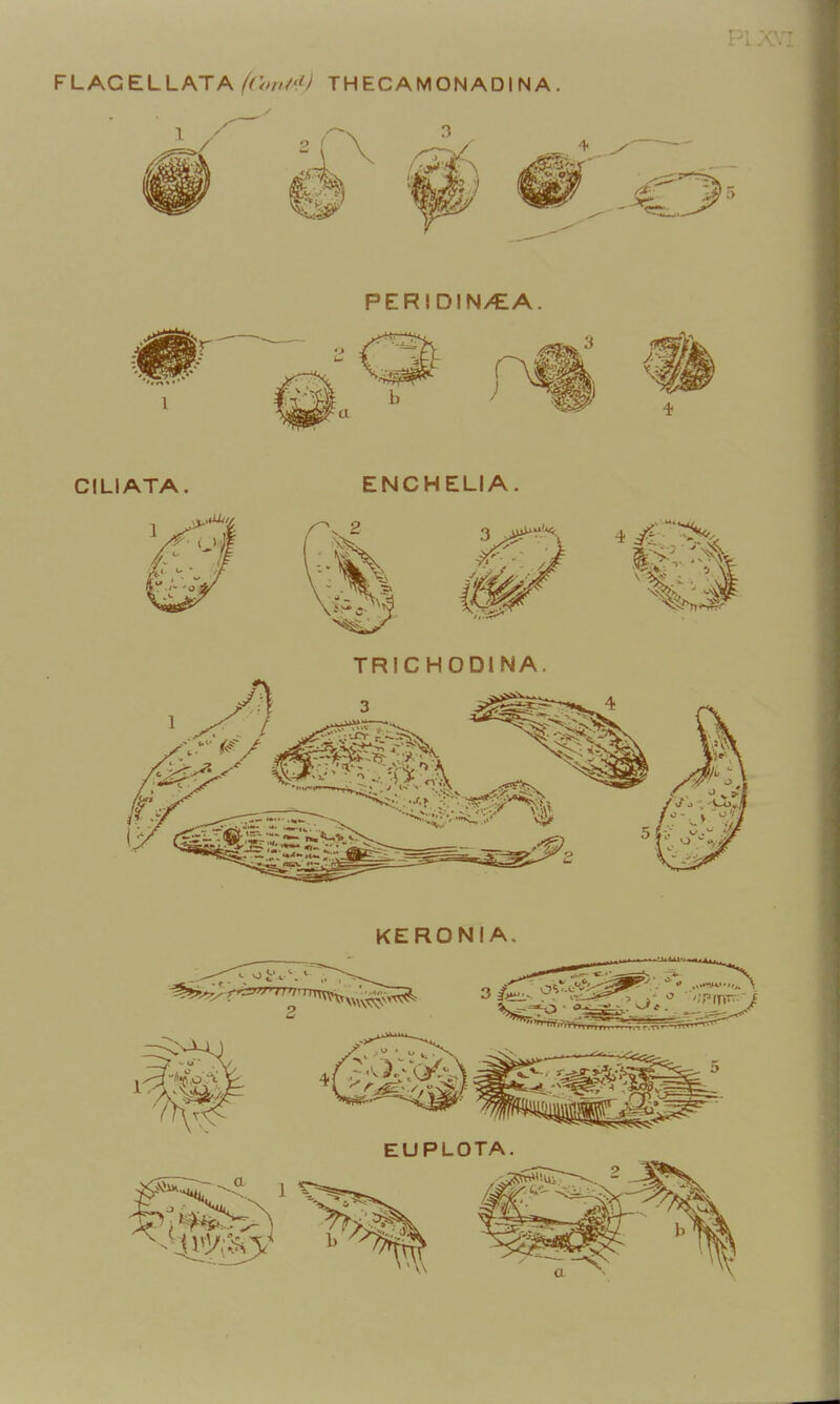 PERIDIN/€A. KERONIA. EUPLOTA