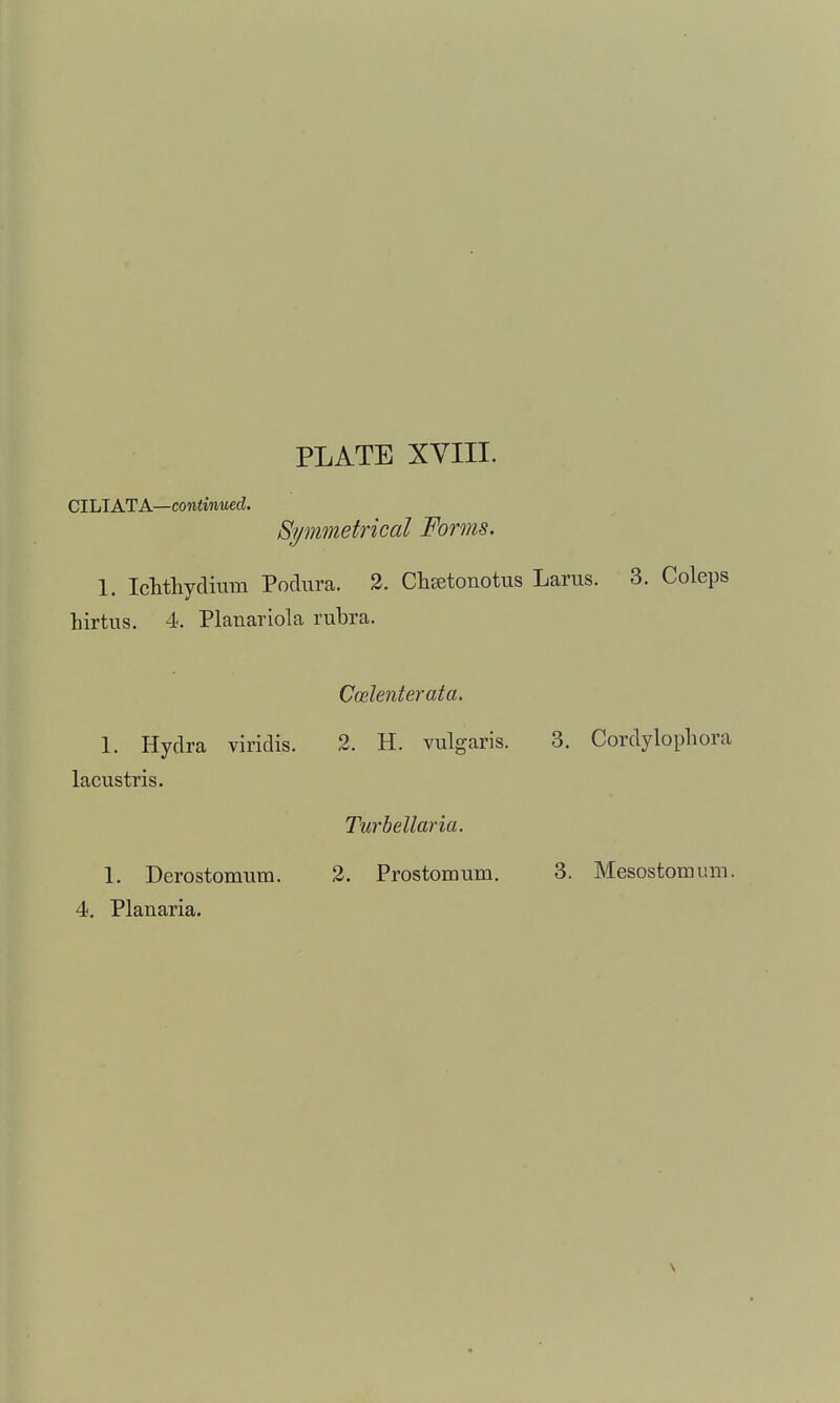 CILIAT A—continued. Spmnefrical Forms. 1. IcMhydium Podiira. 2. Clisetonotus Larus. 3. Coleps hirtus. 4. Planariola rubra. Ccele?iterata. 1. Hydra viridis. 2. H. vulgaris. 3. Cordylopliora lacustris. Turbellaria. 1. Derostomum. 2. Prostomum. 3. Mesostomum. 4, Planaria.