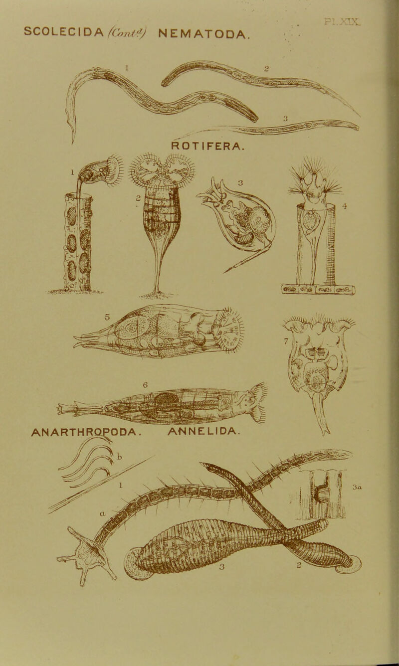 SCOLECIDA AWf5^ NEM ATODA.