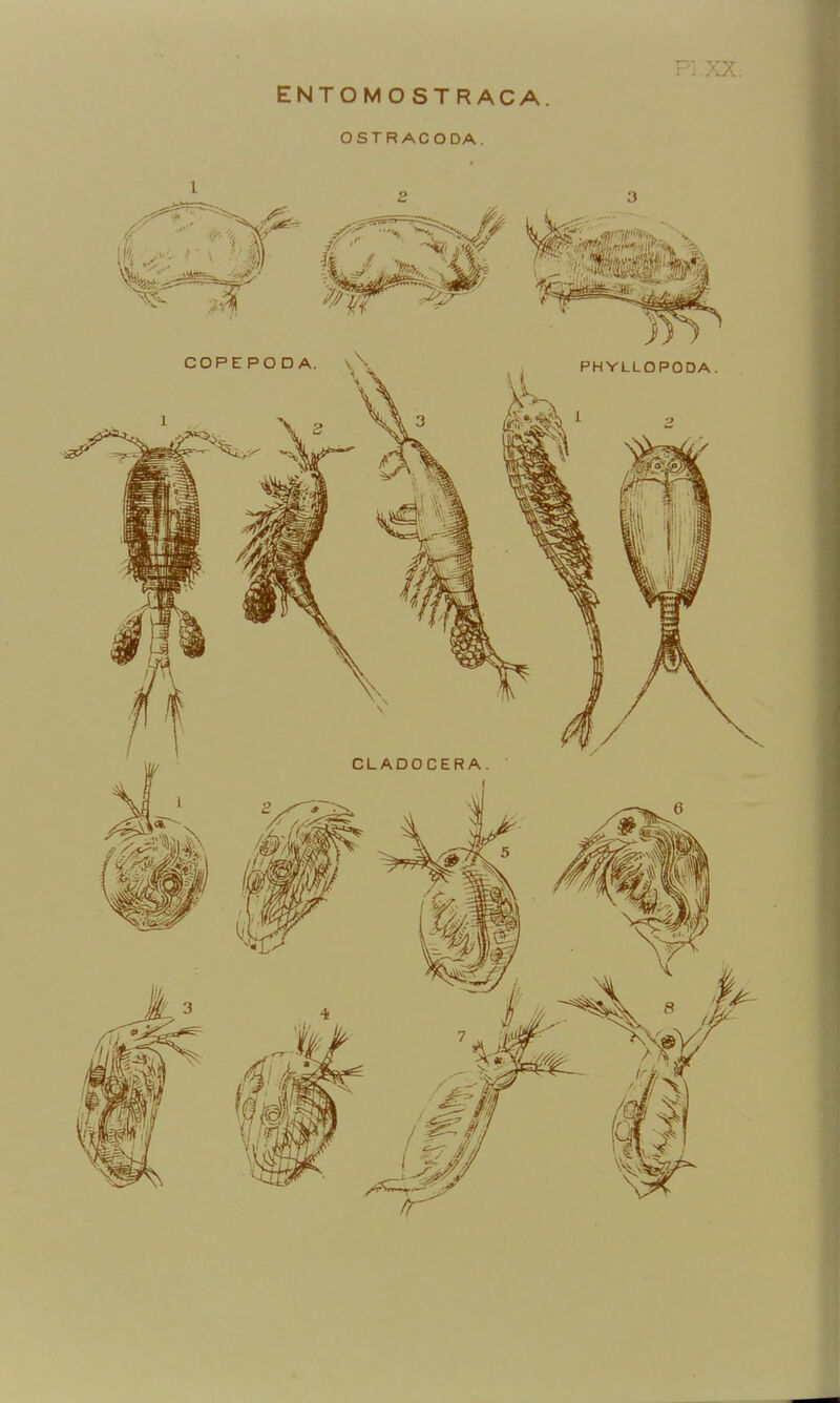 ENTOMOSTRACA. OSTRACODA.