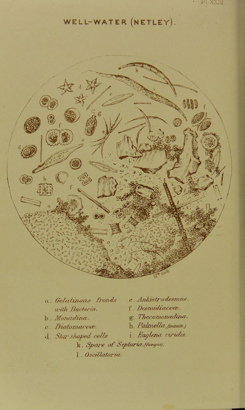 WELL-WATER (nETLEY). a b. c d Gel^uiou^' fronds unth Bacieri/i . Monaxizna. Star shaped cells e. AnJcLstrodesmus. f. DesmzdiacecB^. h. Palmella,(aumite.) k. Spore of S€ptoria,(fiat^^j I. OsciUatoria.