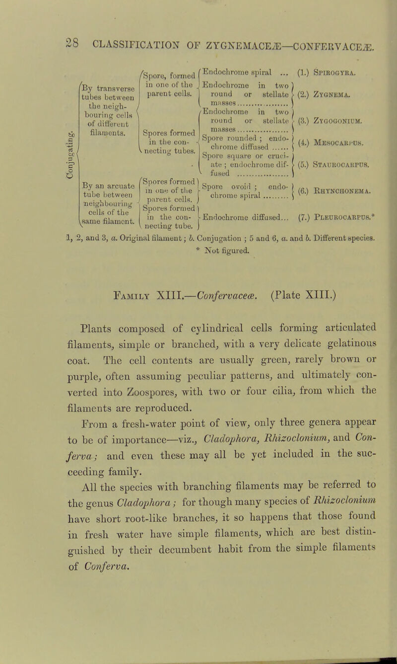 'By transverse tubes between the neigh- bouring cells of different filaments. Spores formed in tl)e con- V nectiiig tubes. ^Spore, formed f Endochrome spiral ... in one of the J Endochrome in two parent cells, j round or stellate [ miisses /Endochrome in two round or stellate masses 'J Spore rounde<l ; endo- chrome diffused Spore square or cruci- ate ; endochrome dif- fused (Spores formed) „ • i j m one of the ^P°'^ parent cells. J ''^'''^^ 'P''''^ Spoi'es formed | in the con- ^JEndochrome diffused... y necling tube. ] 1, 2, and 3, a. Original filament j b. Conjugation ; 5 and 6, a. * Not figured. By an arcuate tube Ijetween neighbouring cells of the same filament. (2.) (3.) (4.) (5.) Spibogyba. Zysnema. Zygouonium. MESOCABhDS. Staurocabpus. I (6.) Rhynchonema. (7.) PLEUBOCAEP0S.* and 6. Different species. Family XlU.—ConfervacecB. (Plate XIII.) Plants composed of cylindrical cells forming articulated filaments, simple or branched, with a very delicate gelatinous coat. The cell contents are usually green, rarely brown or purple, often assuming peculiar patterns, and ultimately con- verted into Zoospores, with two or four cilia, from which the filaments are reproduced. From a fresh-water point of view, only three genera appear to be of importance—viz., Cladophora, Rhizoclonium, and Con- ferva ; and even these may all be yet included in the suc- ceeding family. All the species with branching filaments may be referred to the genus Cladophora; for though many species of Rhizoclonium have short root-like branches, it so happens that those found in fresh water have simple filaments, which are best distin- guished by their decumbent habit from the simple filaments of Conferva.