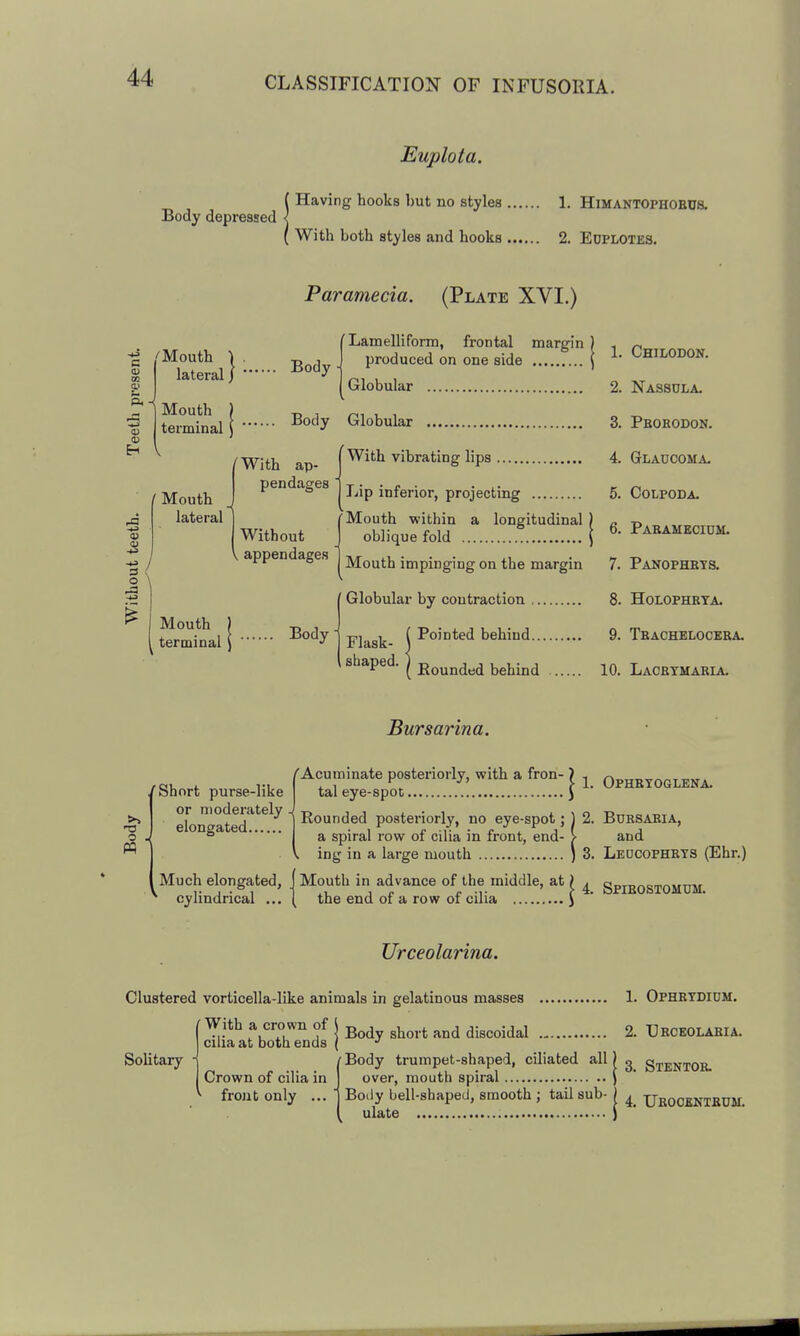 Euplota. Body depressed < j Having hooks but no styles 1, Himantophobos. ( With both styles and hooka 2. Edplotes. Paramecia. (Plate XVI.) CO ^ Mouth ) . -„ , lateral) ^^^ ' Lam elli form, frontal margin produced on one side 1'^ Mouth terminal Globular Body Globular With vibrating lips Lip inferior, projecting IWith ap- pendages r Mouth within a longitudinal Without J oblique fold appendages j jyfgy^jj impinging on the margin Globular by contraction Mouth terminal Body ■ Flask ( Pointed behind... shaped. ) j^quq^j^^ behind I. Chilodon. 2. Nassdla. 3. Peorodon. 4. Glaucoma. 5. COLPODA. 6. Pabamecidm. 7. Pakophets. 8. Holophbta. 9. Tbachelocera. 10. Laobymabia. f ■< Bursarina. (Acuminate posteriorly, with a fron- ) , Ophbtoglena. tal eye-spot J ' Rounded posteriorly, no eye-spot; \ 2. Bursakia, a spiral row of cilia in front, end- > and ing in a large mouth ) 3. Ledcophrts (Ehr.) Much elongated, cylindrical , Mouth in advance of the middle, at) ^ gpigosTOMUM. the end of a row oi ciha \ Urceolarina. Clustered vorticella-like animals in gelatinous masses 1. Ophrtdidm. f u f i Body short and discoidal 2. -Urceolaeia. cilia at both ends ( ■' Solitary -j /Body trumpet-shaped, ciliated all) g Stentob. Crown of cilia in over, mouth spiral ) front only ... ' Body bell-shaped, smooth ; tail sub- ) ^ XJROCBNTKUJr. ( ulate )