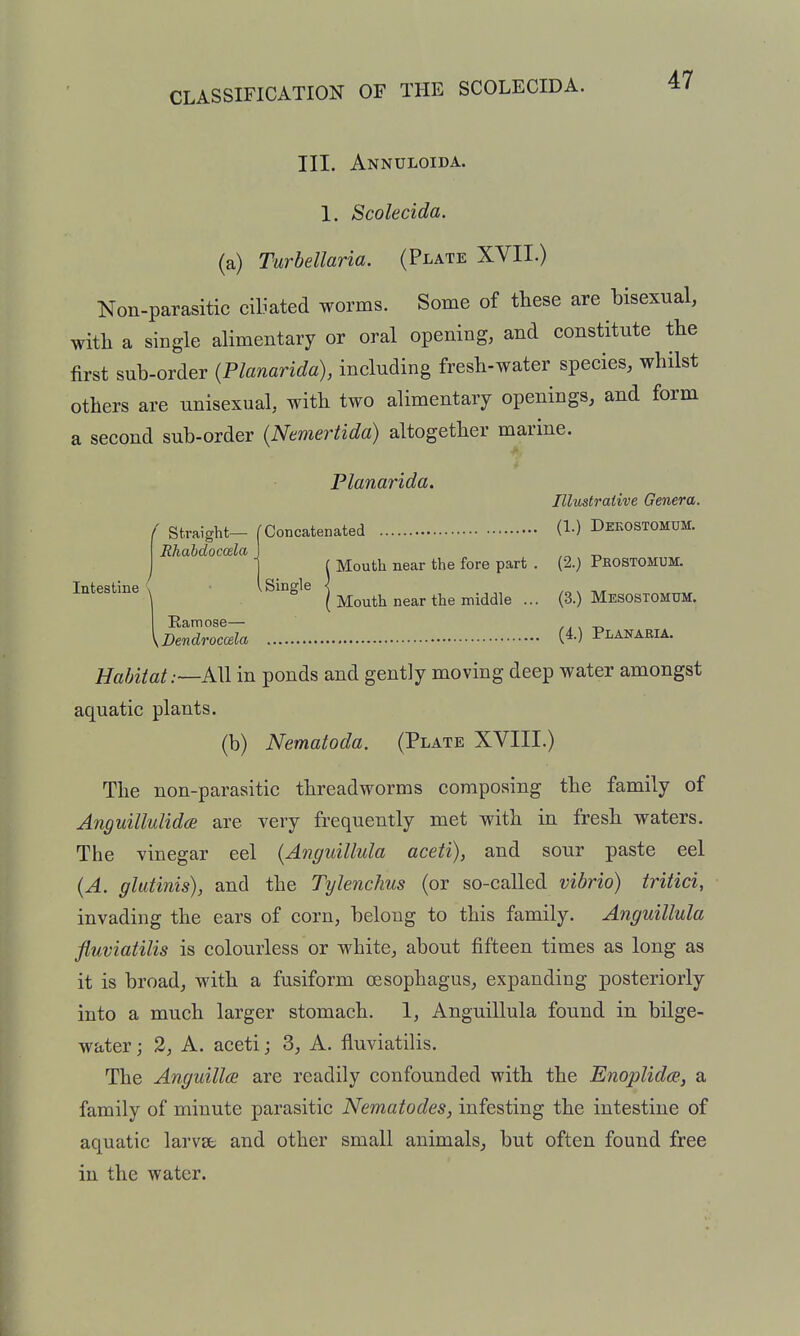 III. Annuloida. 1. Scolecida. (a) Turbellaria. (Plate XVII.) Non-parasitic ciliated worms. Some of these are hisexual, with a single alimentary or oral opening, and constitute the first sub-order (Planarida), including fresh-water species, whilst others are unisexual, with two alimentary openings, and form a second sub-order (Nemertida) altogether marine. f straight— Rhahdocoela Intestine Planarida. Illustrative Genera. Concatenated (!•) Dekostomum. ( Mouth near the fore part . (2.) Phostomum. Single \ , ^ ( Mouth near the middle ... (3.) Mesostomum. Ramose— ,, , .Dendroccela W Planaria. Habitat :~K\\ in ponds and gently moving deep water amongst aquatic plants. (b) Nematoda. (Plate XVIII.) The non-parasitic threadworms composing the family of Anguillulidoi are very frequently met with in fresh waters. The vinegar eel {Anguillula aceti), and sour paste eel (A. glutinis), and the Tylenchus (or so-called vibrio) triiici, invading the ears of corn, belong to this family. Anguillula fluviatilis is colourless or white, about fifteen times as long as it is broad, with a fusiform oesophagus, expanding posteriorly into a much larger stomach. 1, Anguillula found in bilge- water; 2, A. aceti J 3, A. fluviatilis. The Anguillee are readily confounded with the Enoplidm, a family of minute parasitic Nematodes, infesting the intestine of aquatic larvst and other small animals^ but often found free in the water.